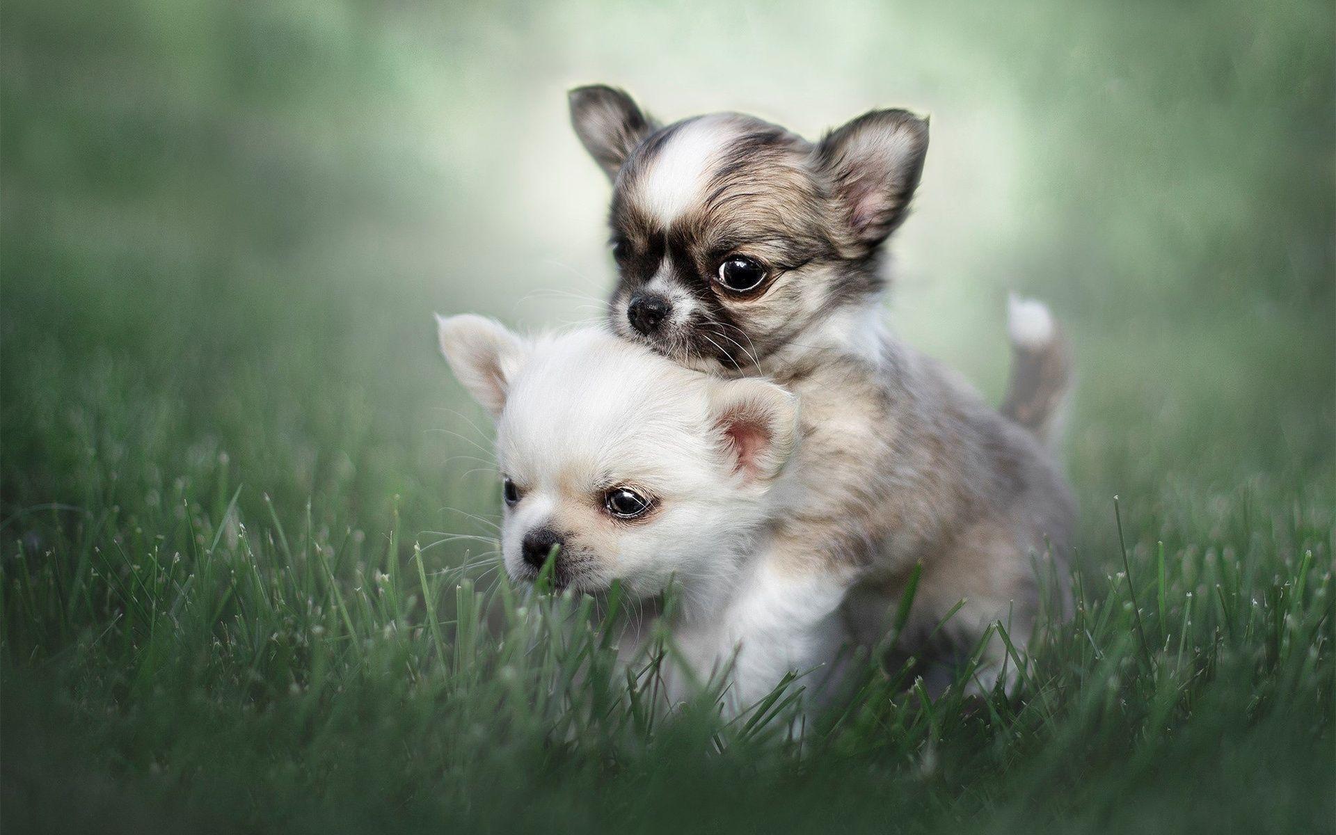 1920x1200 Download wallpaper Chihuahua, puppies, friendship, dogs