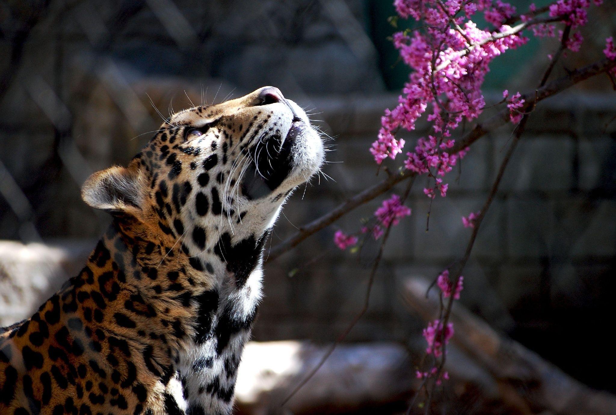 2048x1379 jaguar, Wild, Cat Wallpaper HD / Desktop and Mobile Background