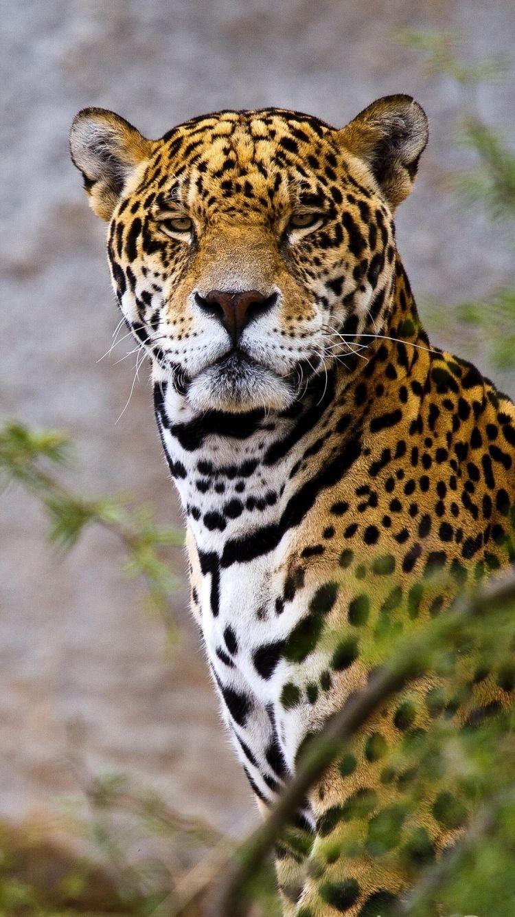 Cute Jaguar Wallpapers - Top Free Cute Jaguar Backgrounds - WallpaperAccess