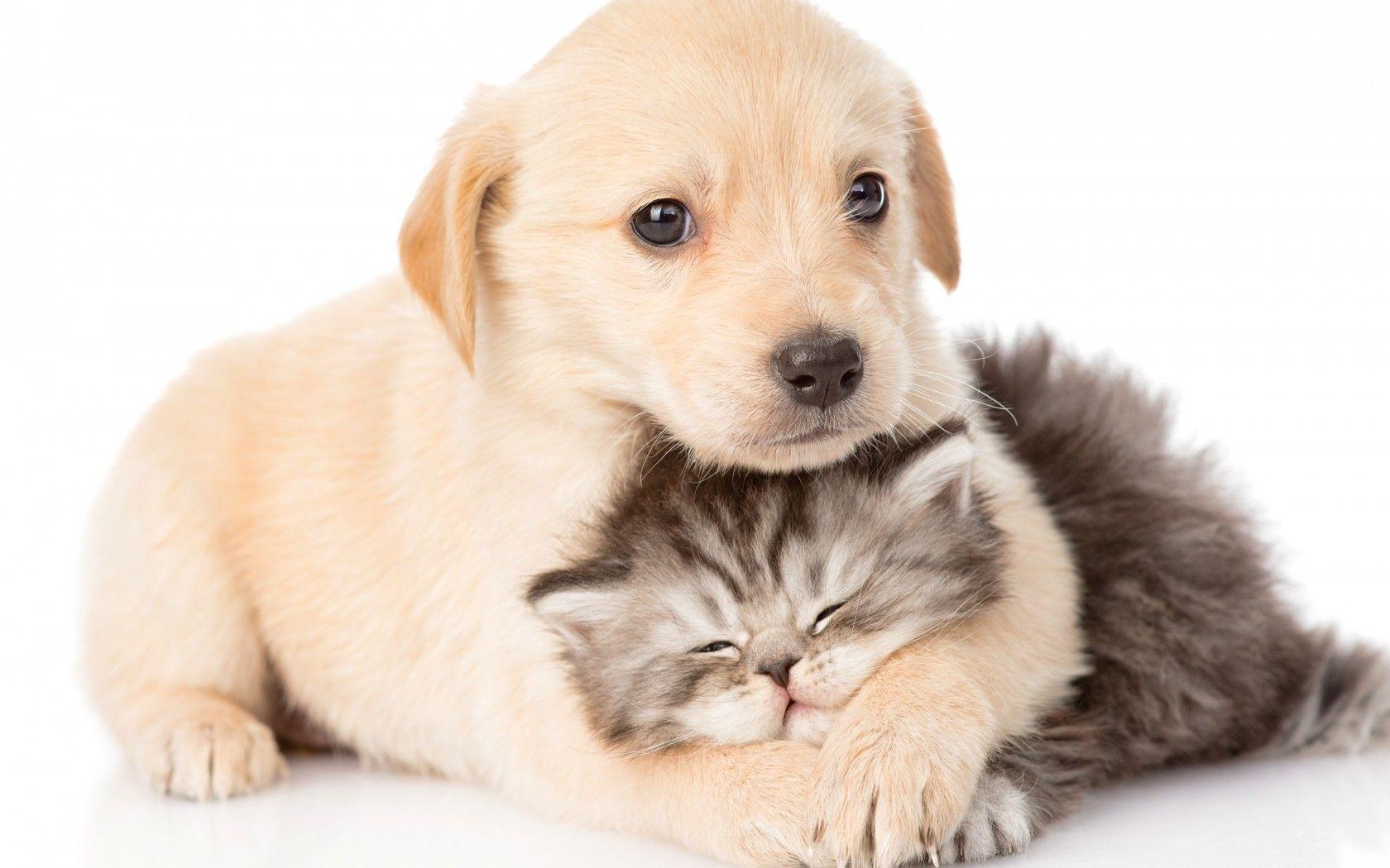 Cute Cats And Dogs Wallpapers Top Free Cute Cats And Dogs Backgrounds 
