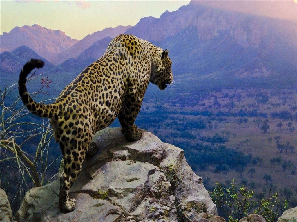 1024x768 Jaguar Sating On Top Of A Mountain Free Cute Awesome
