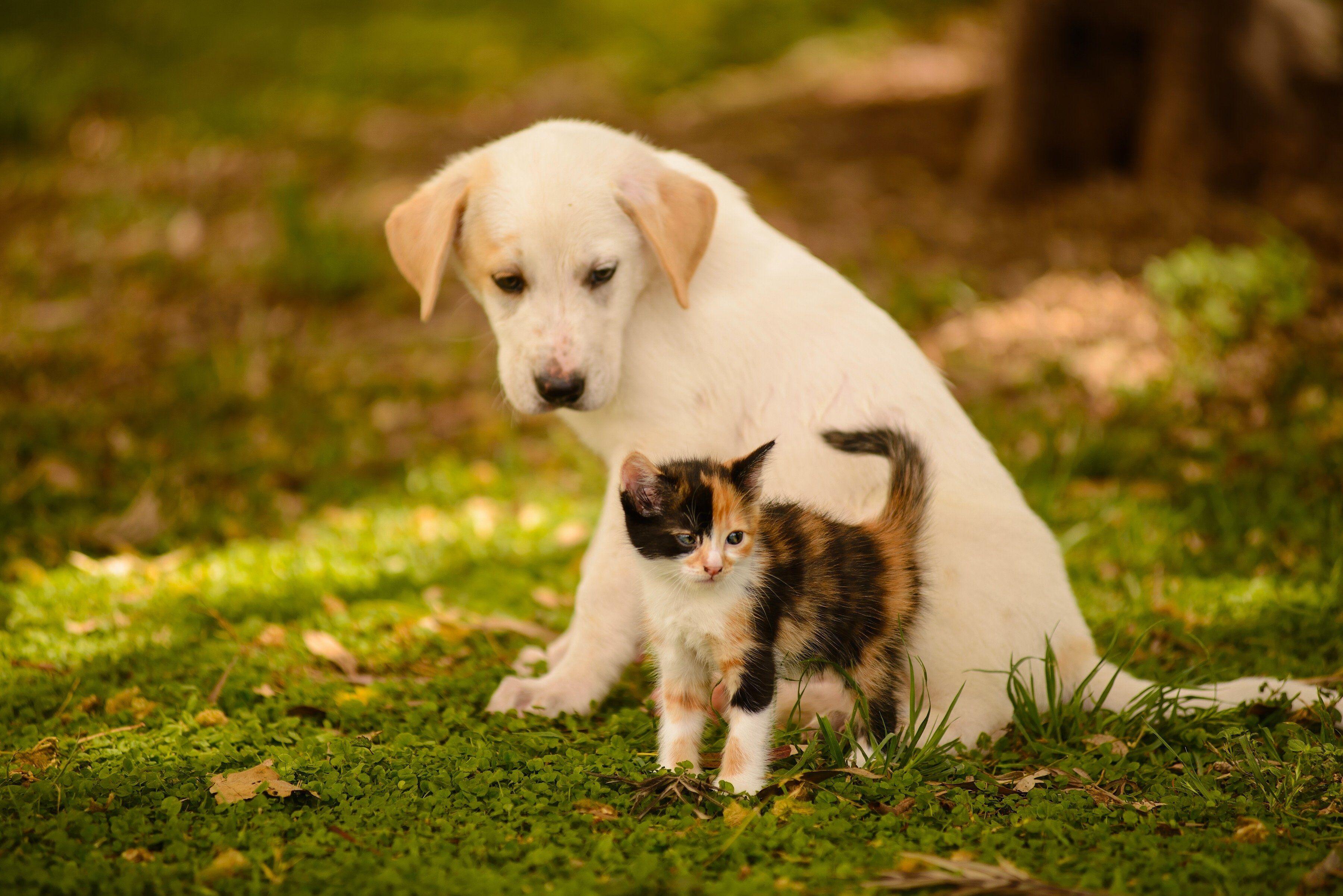 3600x2403 Puppy And Kitten Wallpaper Pc And Dog Wallpaper HD