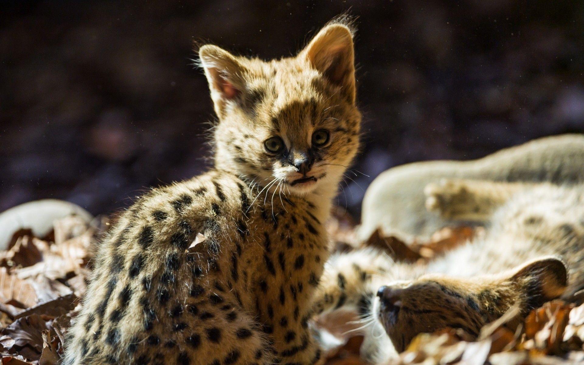 1920x1200 Baby Jaguar