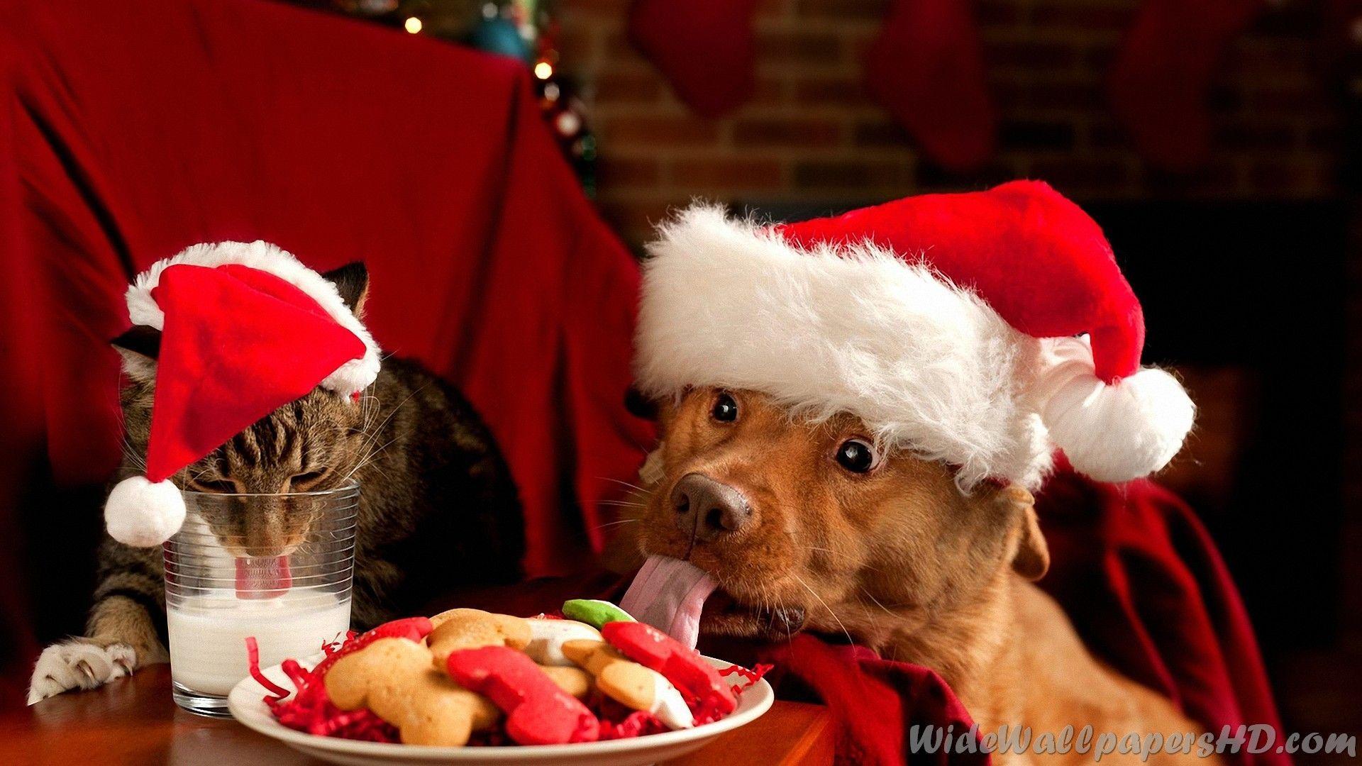 1920x1080 Christmas Dog Wallpaper