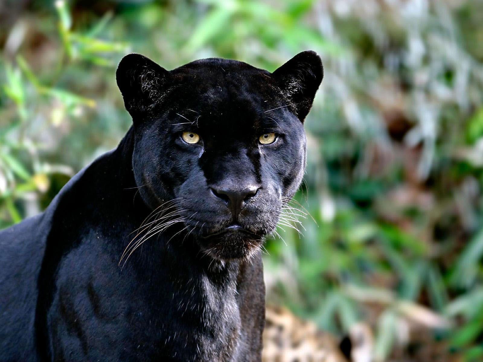 1600x1200 Black Jaguar Wallpaper