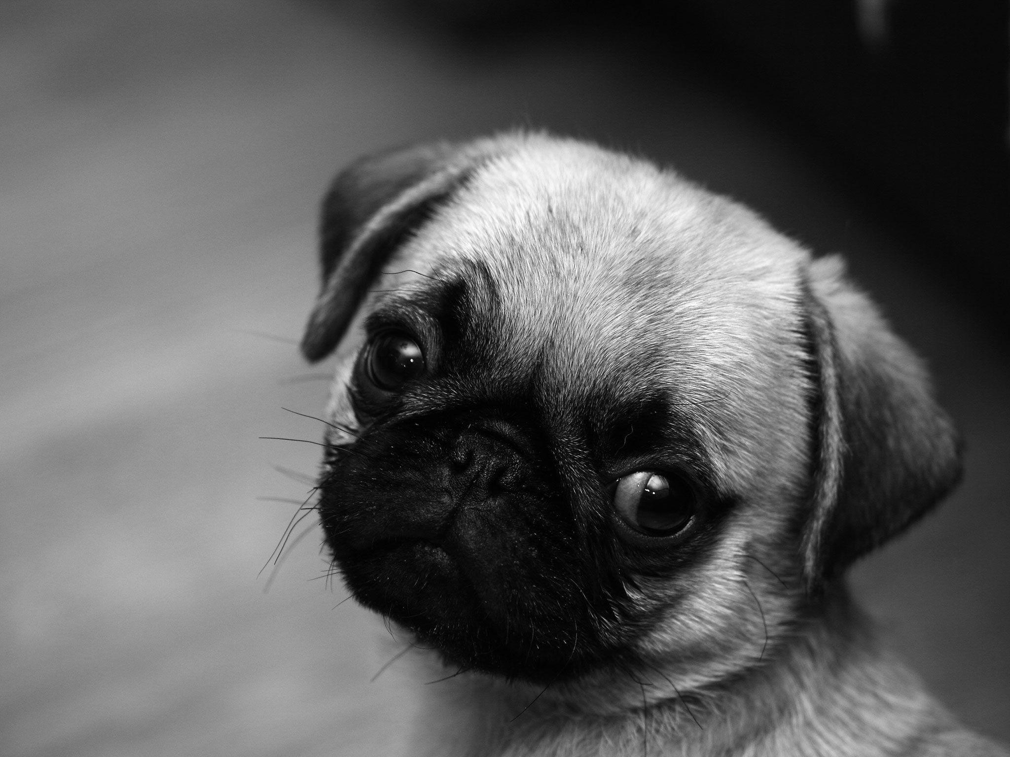 2048x1536 Pug Puppies Wallpaper