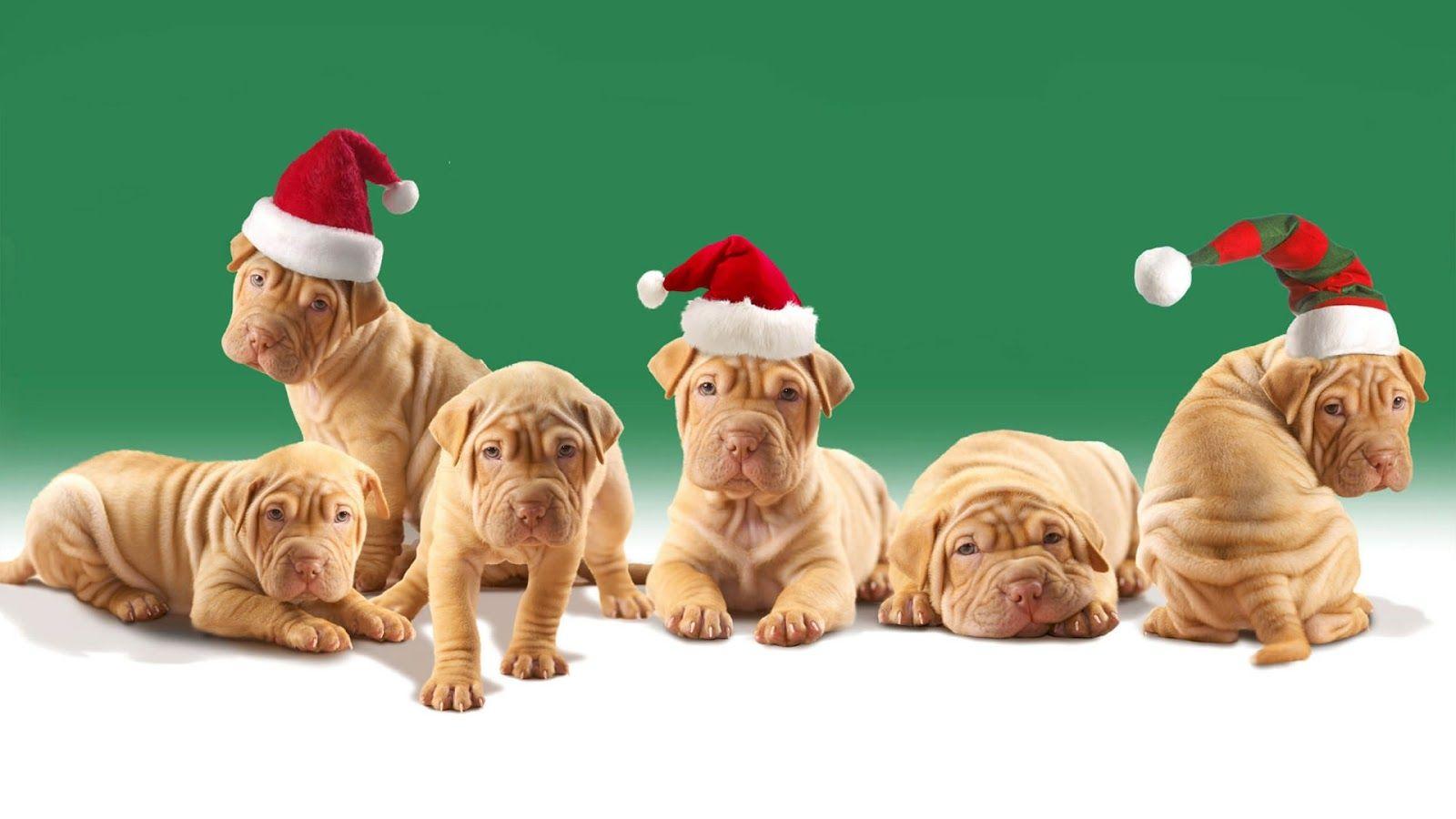 1600x900 Free download Cute Christmas Dog Wallpaper Picture Pics