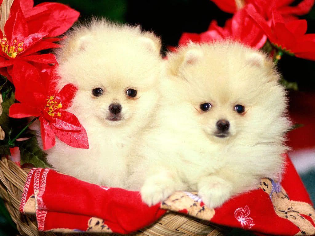 1024x768 Cute Christmas Dog 01 HD wallpaper