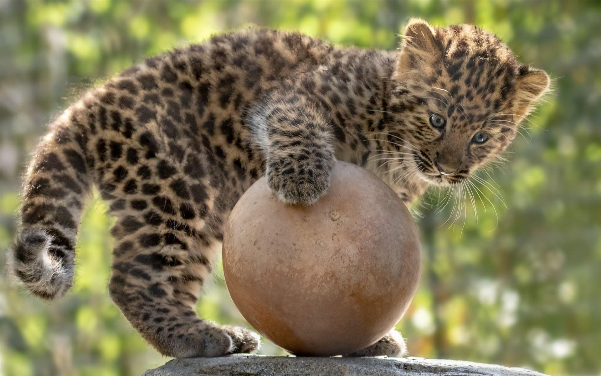 1920x1200 Wallpaper Cute leopard play a ball 1920x1200 HD Picture, Image