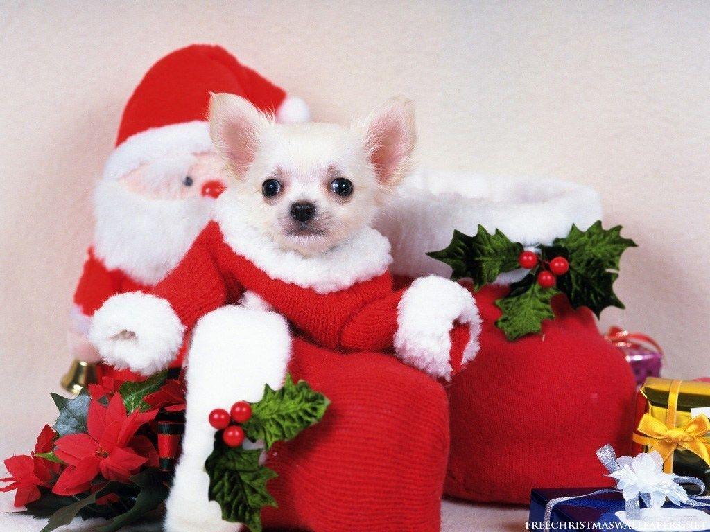 1024x768 Free cute christmas dog wallpaper