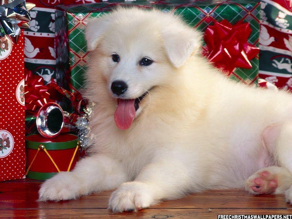 1024x768 cute christmas puppies and dogs free christian wallpaper