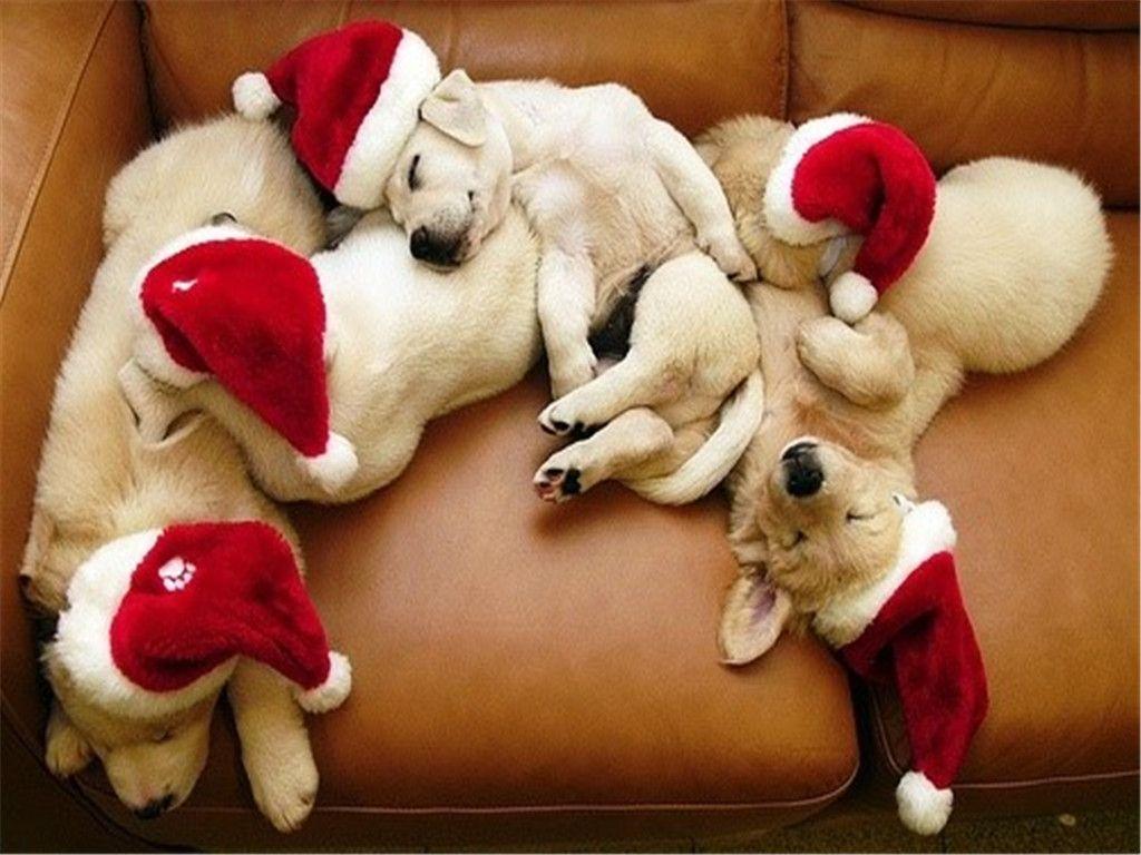1024x768 Puppy Christmas Wallpaper