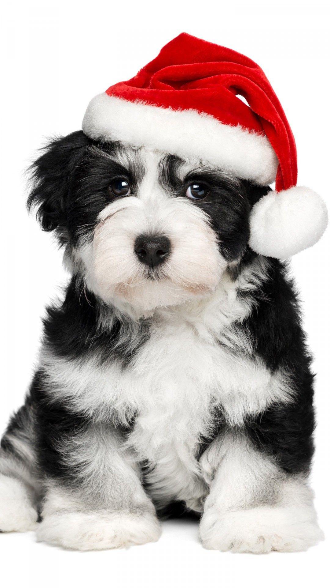 1080x1920 A Cute Little Poodle Dogs Wallpaper iPhone