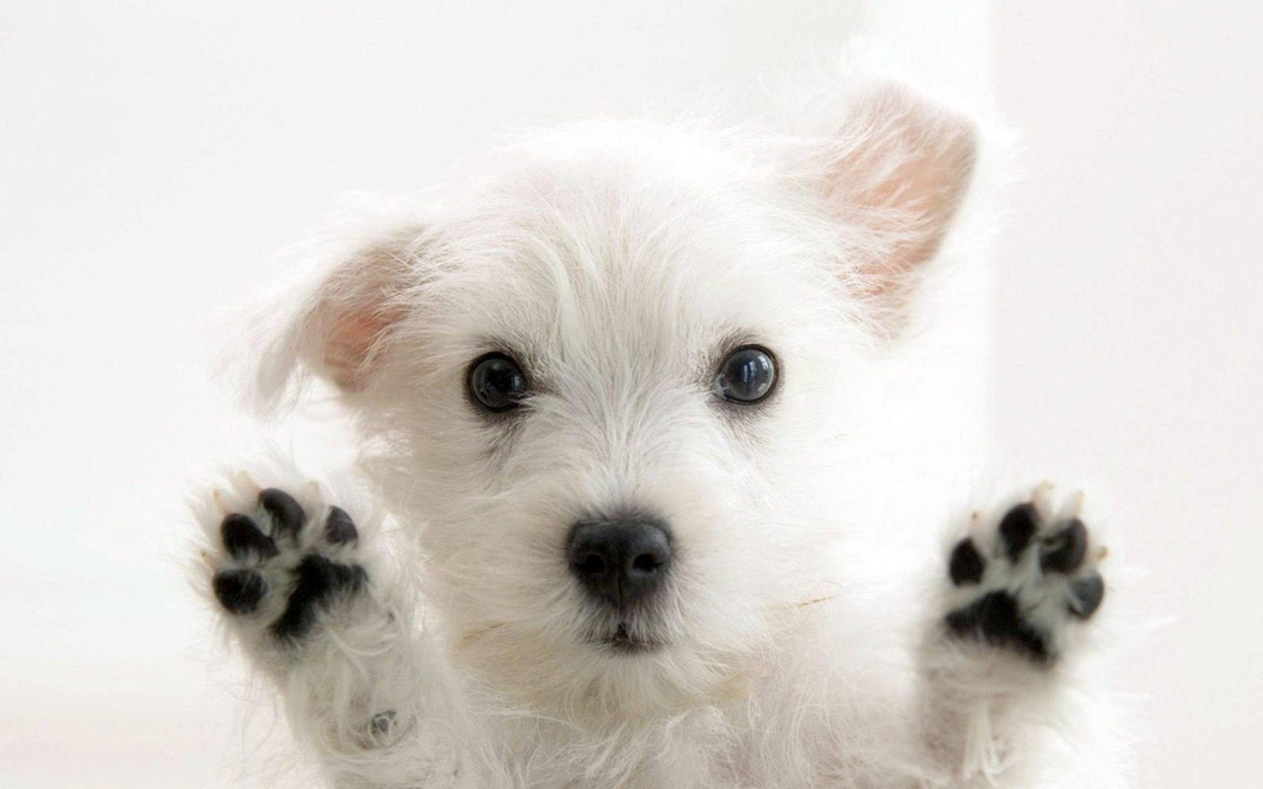 Cute Puppy Desktop Wallpapers - Top