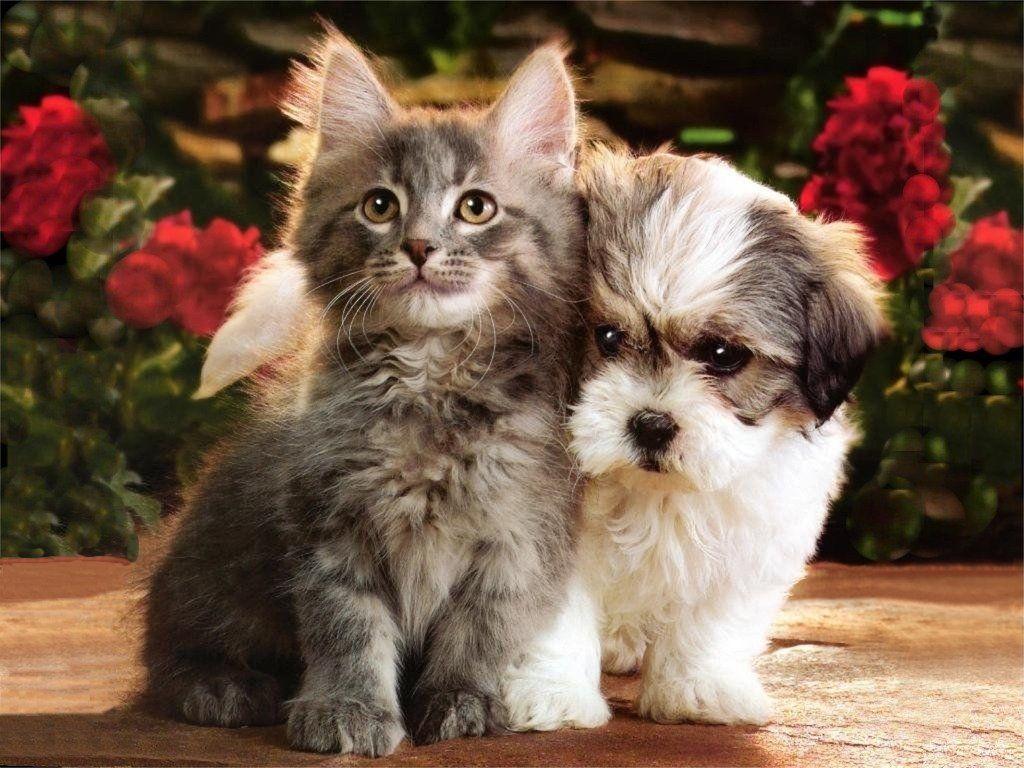 1024x768 Cats and Dogs Wallpaper Pets Cute and Docile 1024x768