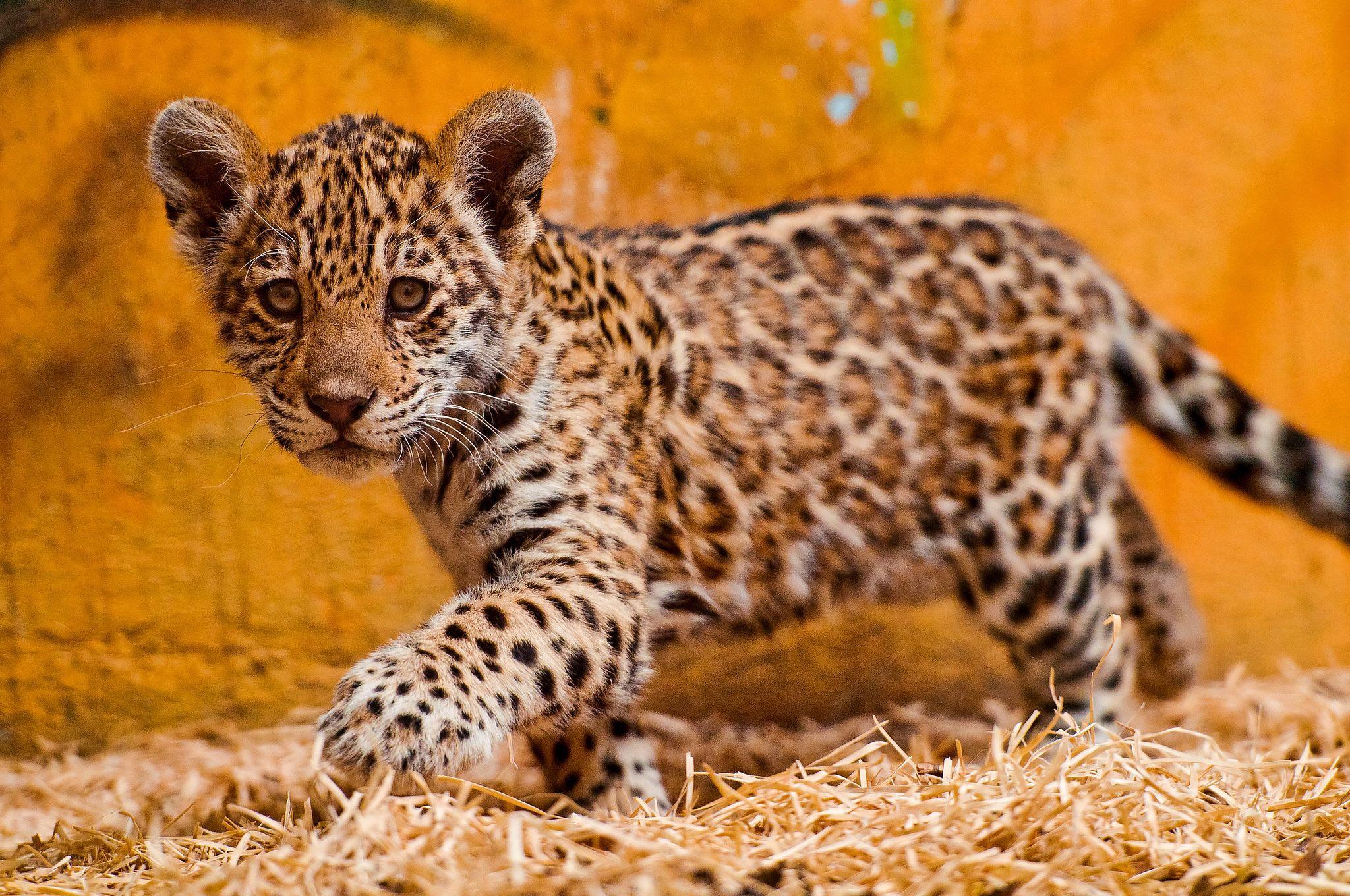 2048x1360 Spot the Differences Between Leopards, Jaguars, and Cheetahs