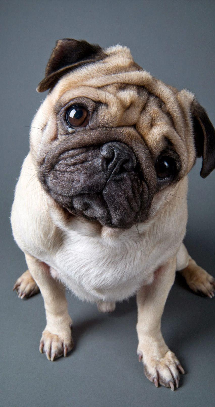 852x1608 Cute #pug 852 x 1608 Wallpaper available for free download. Cute pugs, Dog wallpaper, Pugs