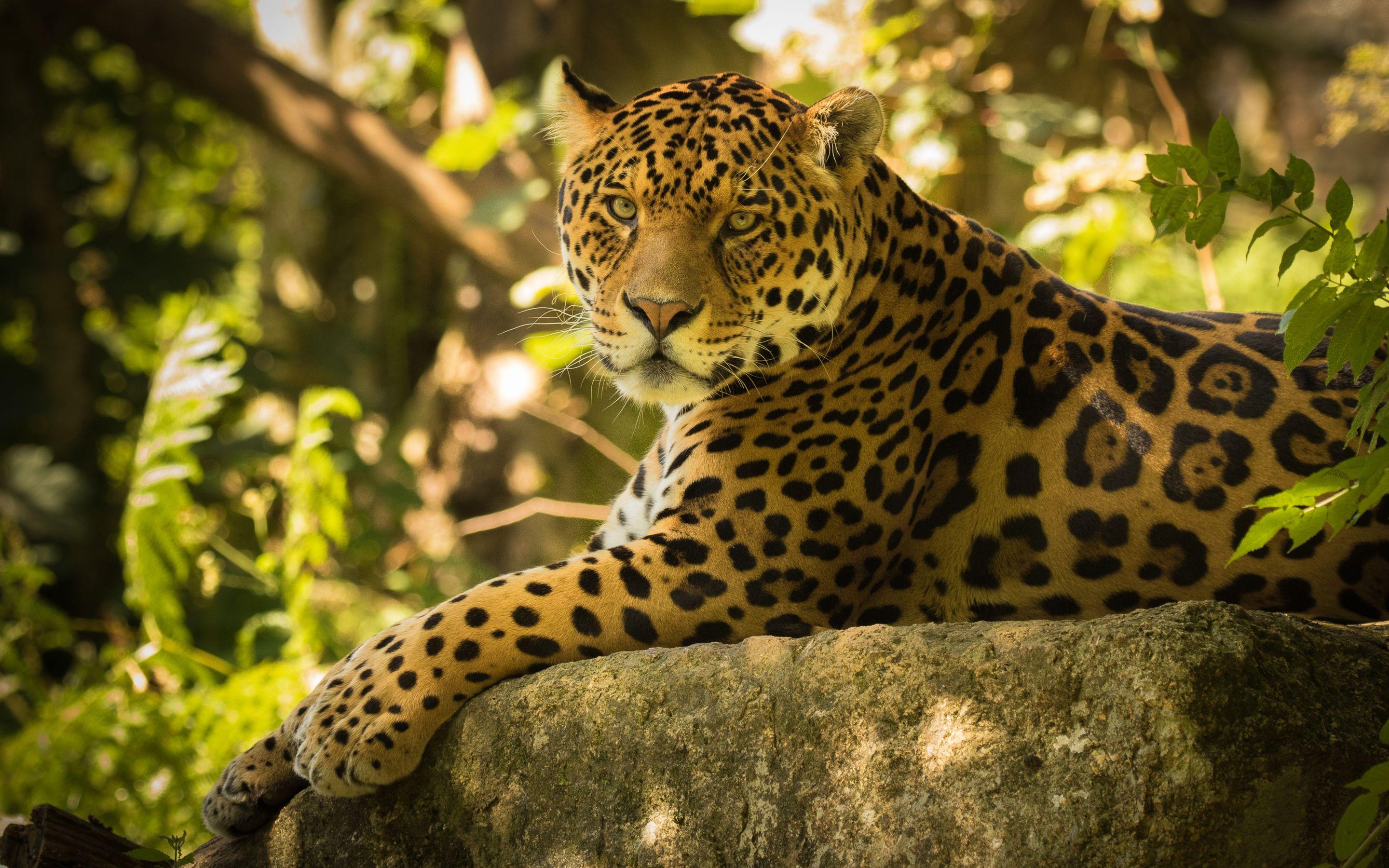 2880x1800 Jaguar Wallpaper and Background Image