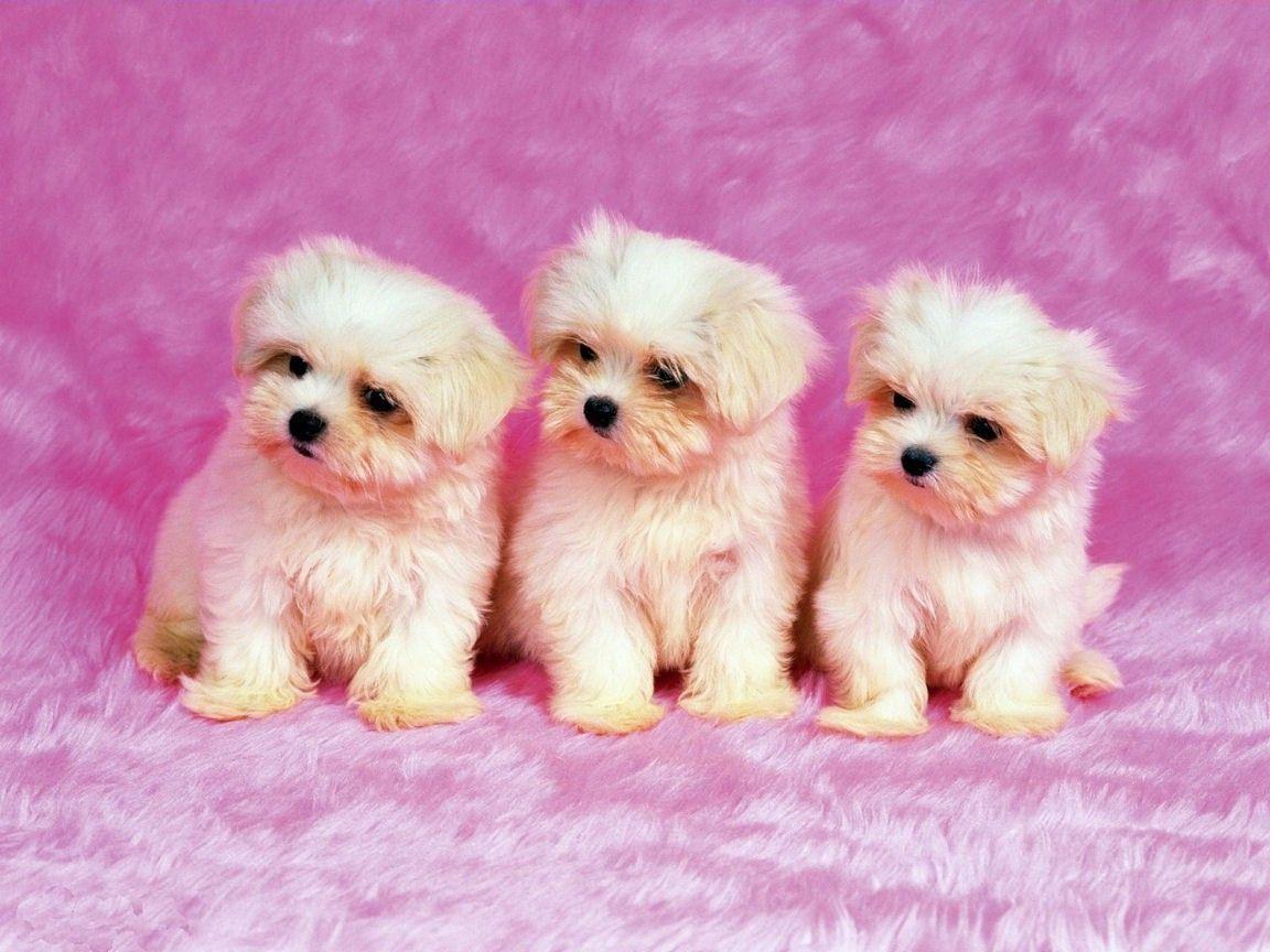  Cute  White  Dog  Wallpapers  Top Free Cute  White  Dog  
