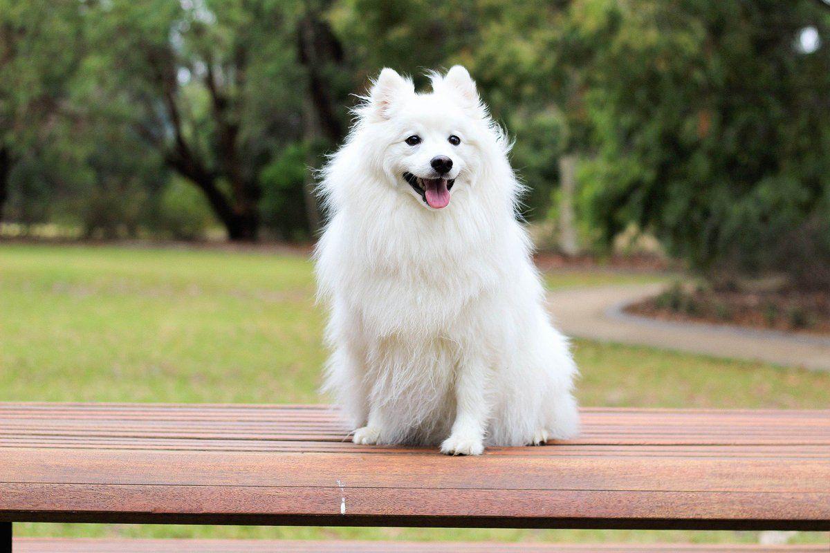 Cute White Dog Wallpapers - Top Free Cute White Dog Backgrounds