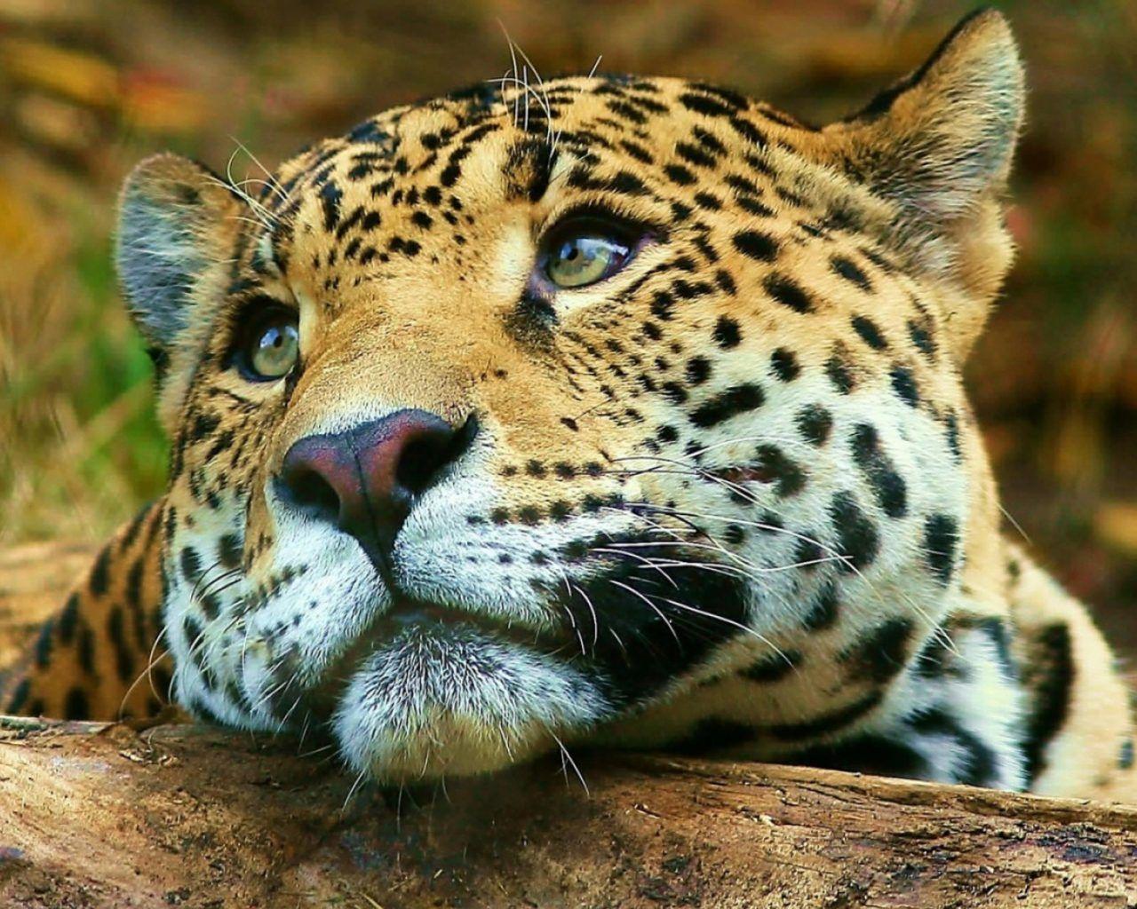 1280x1024 Jaguar Big Cute Wild Cat Desktop HD Wallpaper For Mobile