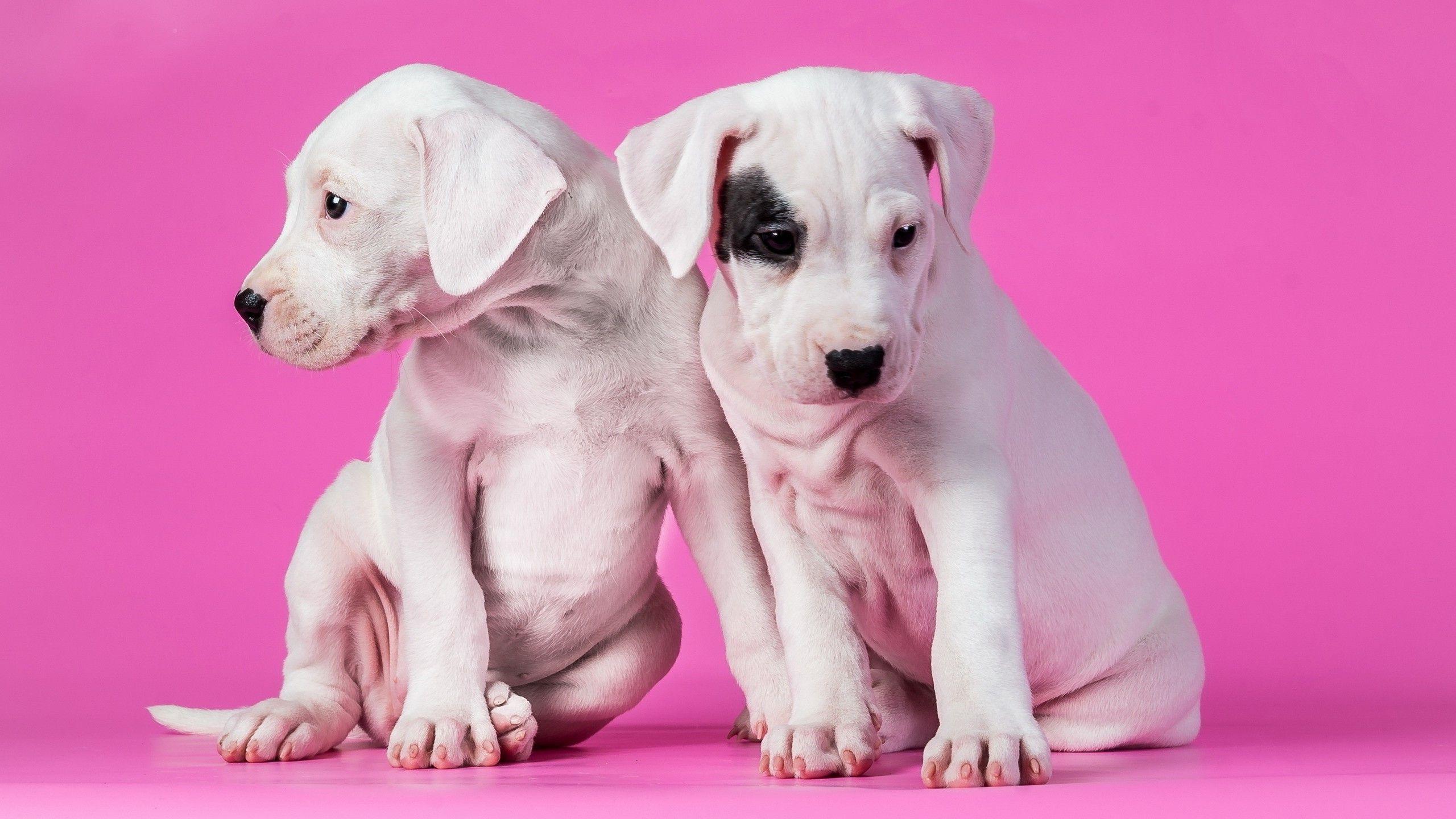 Pink Dog Wallpapers - Top Free Pink Dog Backgrounds - WallpaperAccess