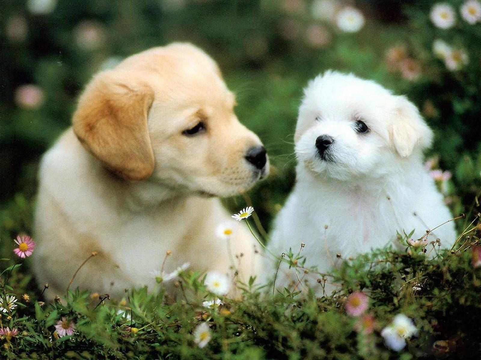 1600x1200 Cute Puppy HD Wallpaper