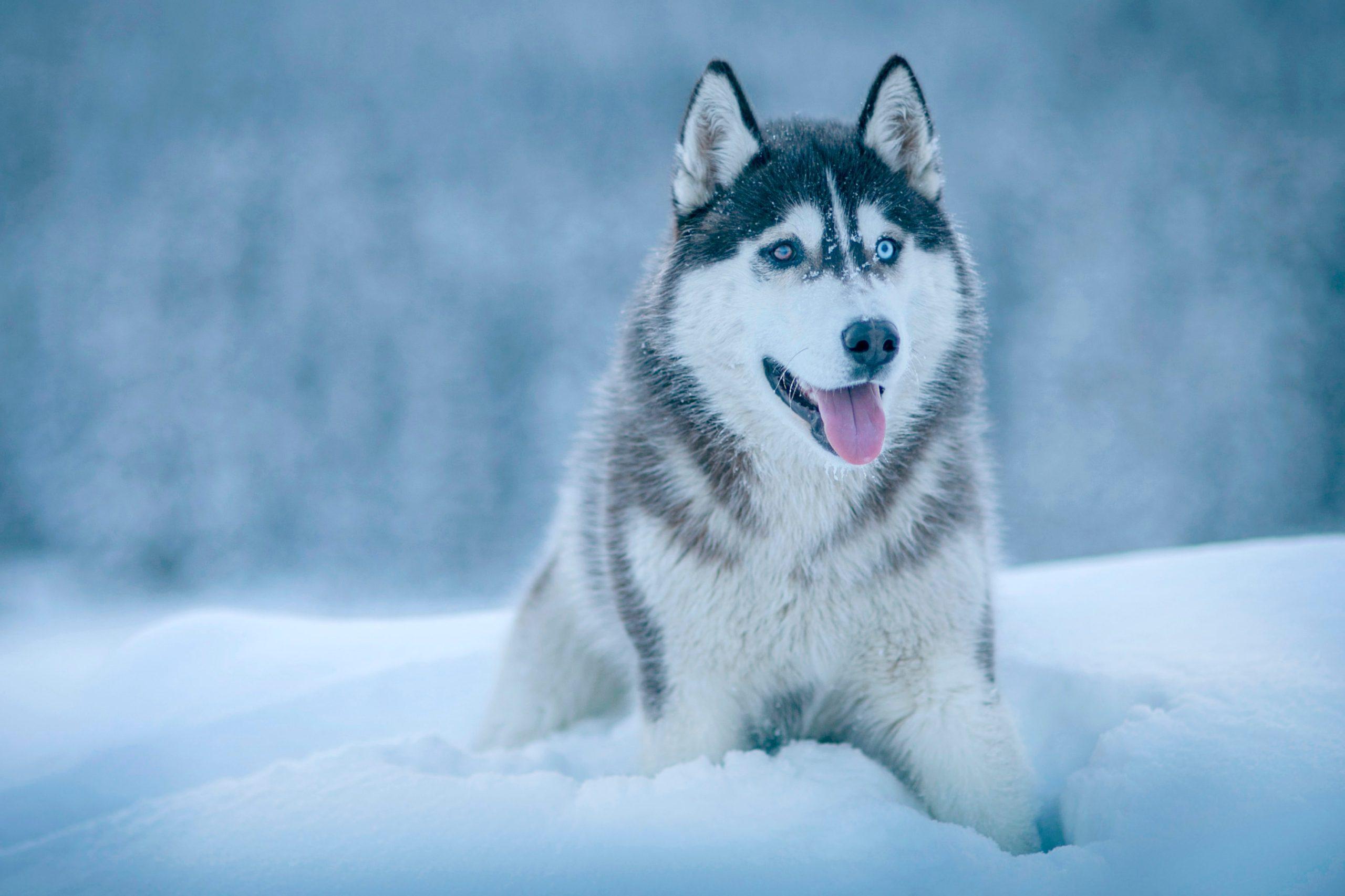 Snow Cute Dogs Wallpapers - Top Free Snow Cute Dogs Backgrounds