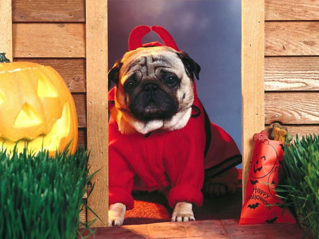1024x768 Cute Pug Dog Wallpaper for your Computer Desktop