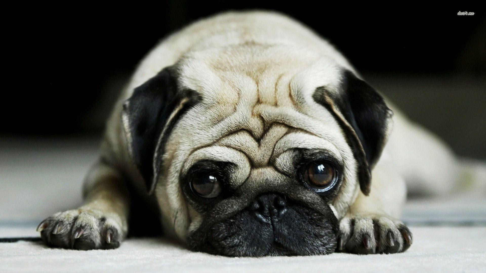Cute Pug Wallpapers - Top Free Cute Pug Backgrounds - WallpaperAccess