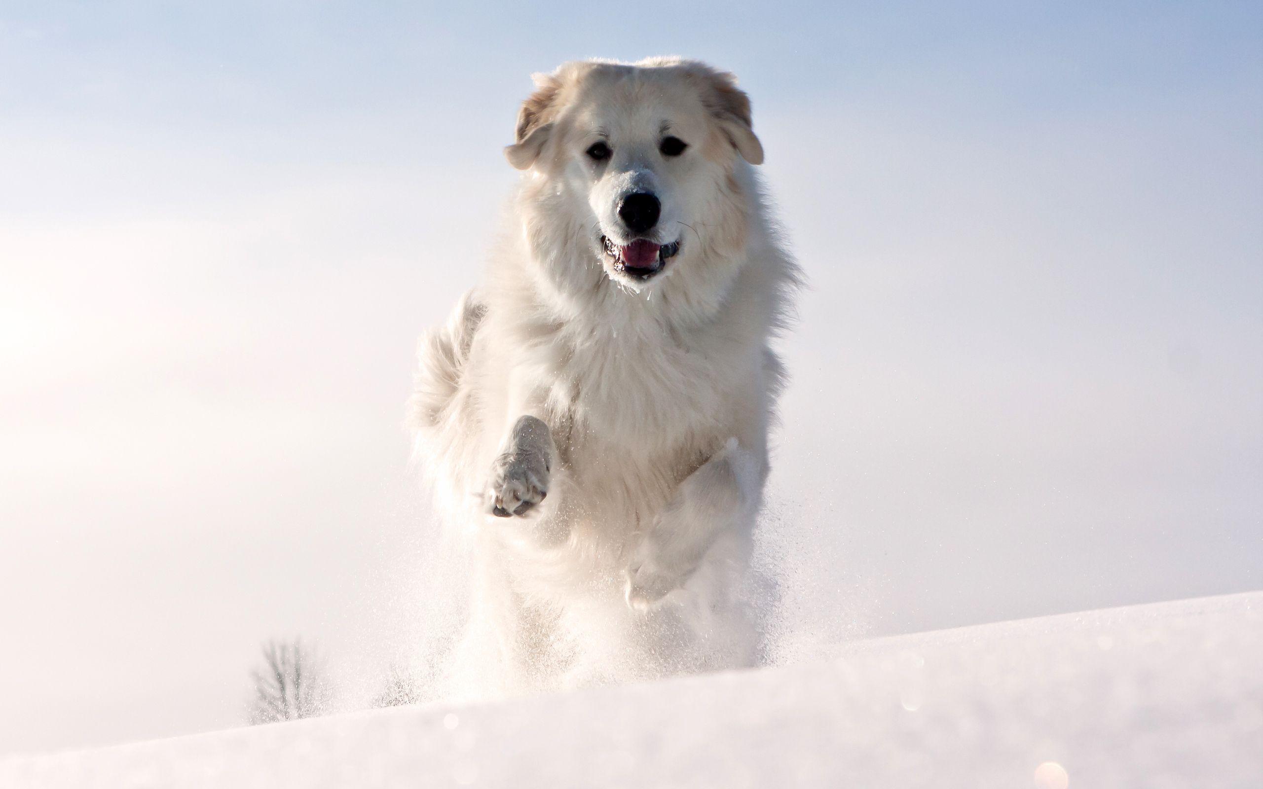 2560x1600 Dog Playing in the Snow wallpaper