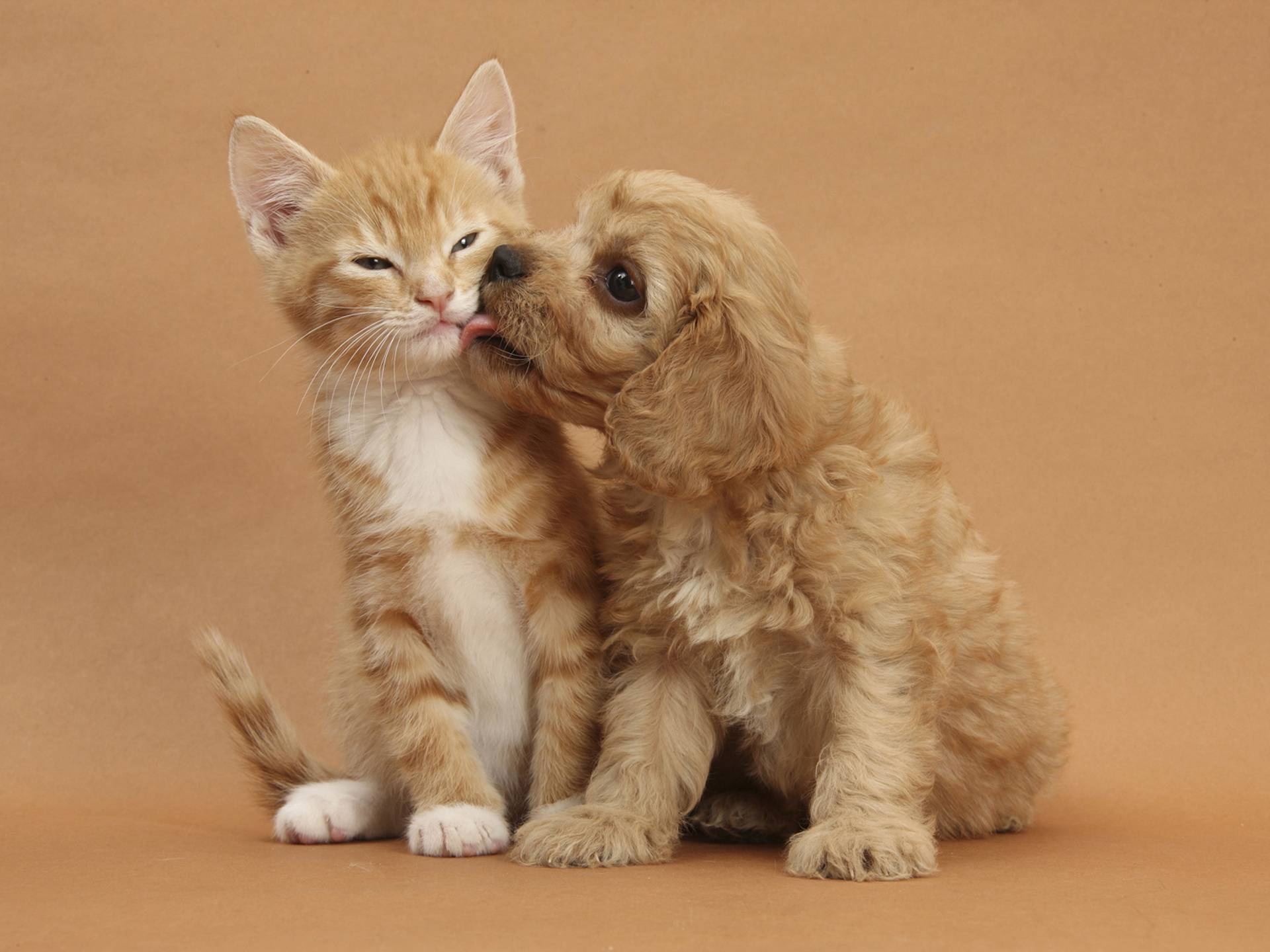 Cute Cats and Dogs Wallpapers - Top Những Hình Ảnh Đẹp