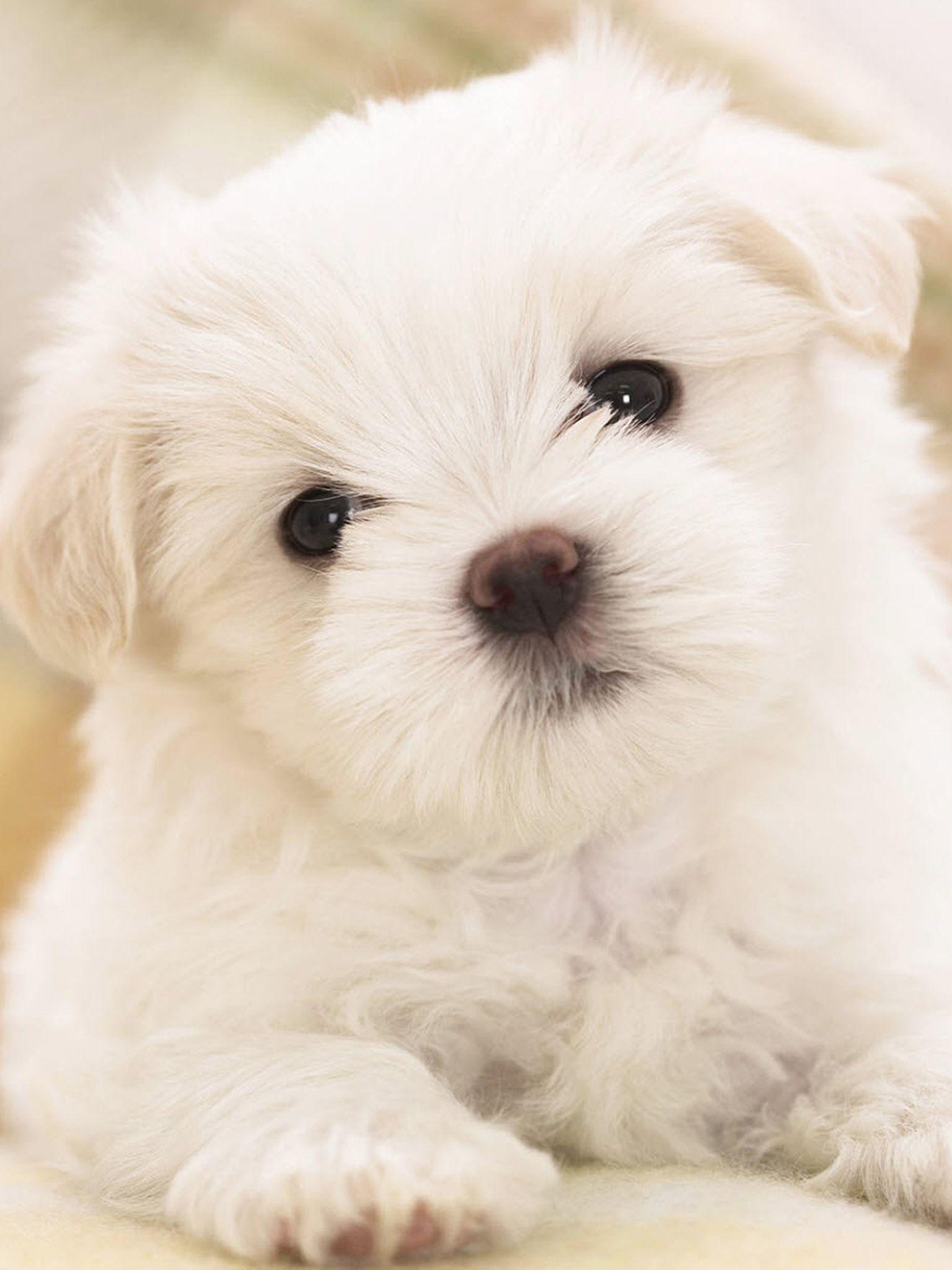 1536x2048 Puppy dog white wallpaper Gallery