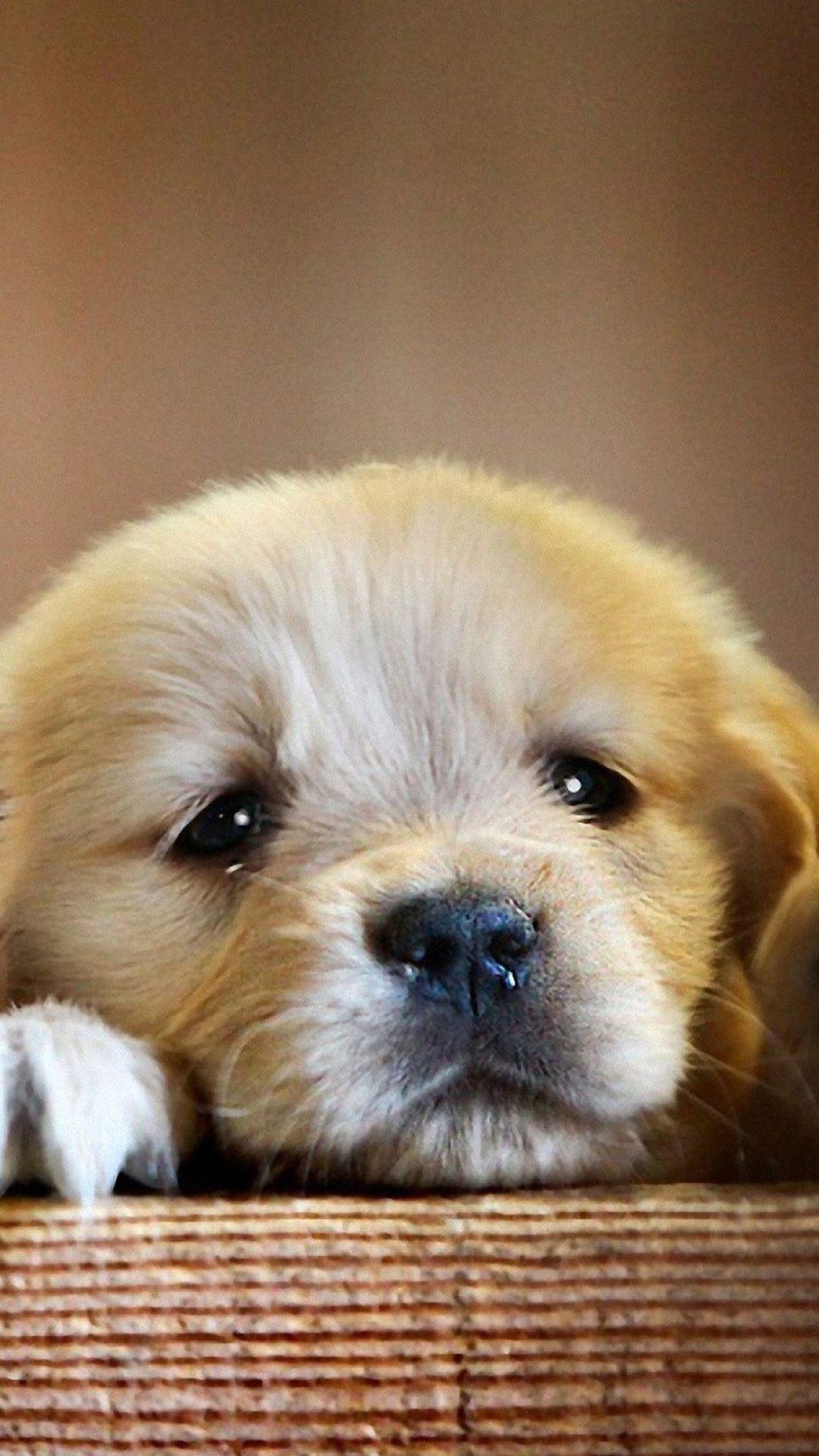 1080x1920 Puppy Android Wallpaper Picture Of Puppies