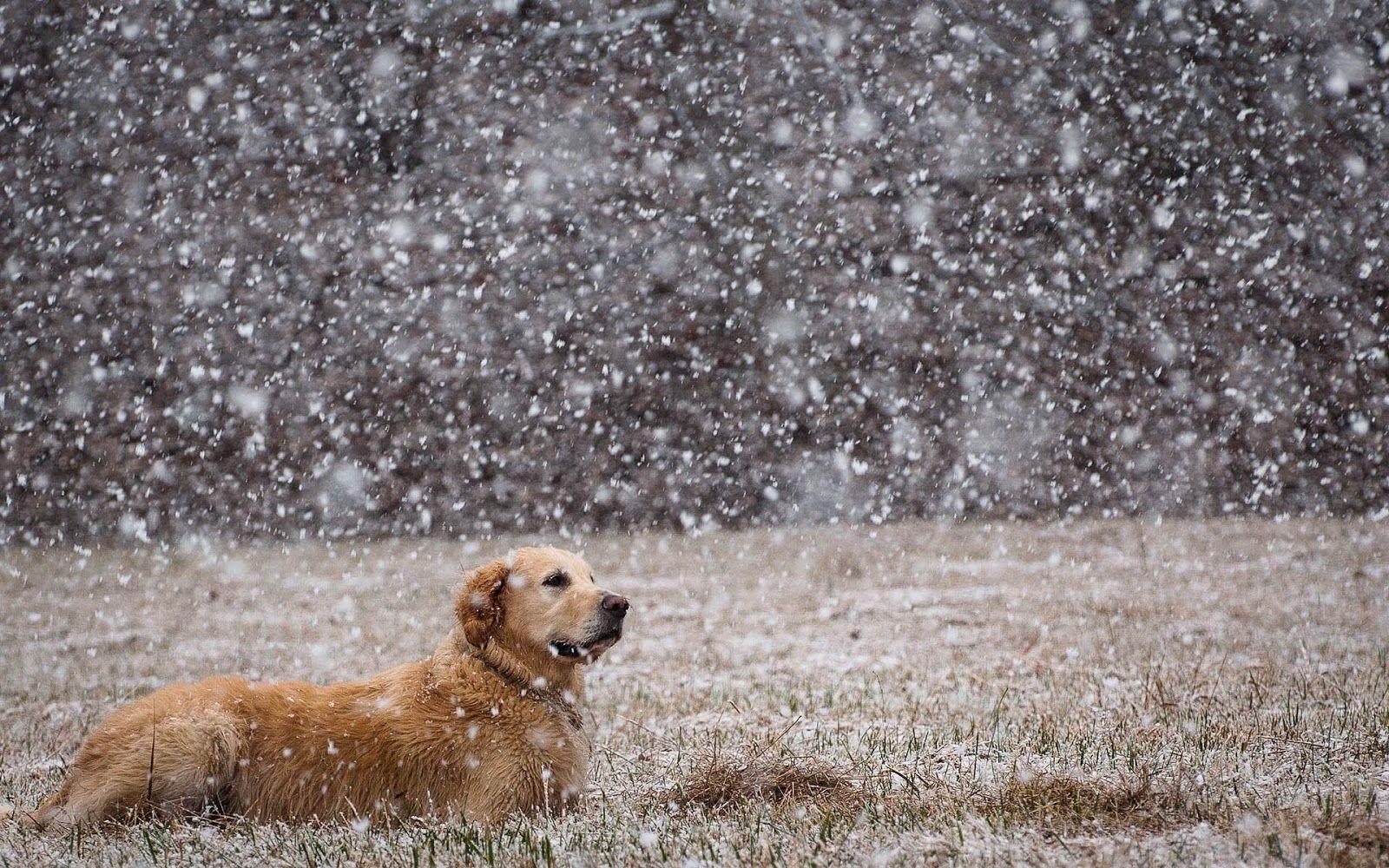 1600x1000 Winter Pet Wallpaper