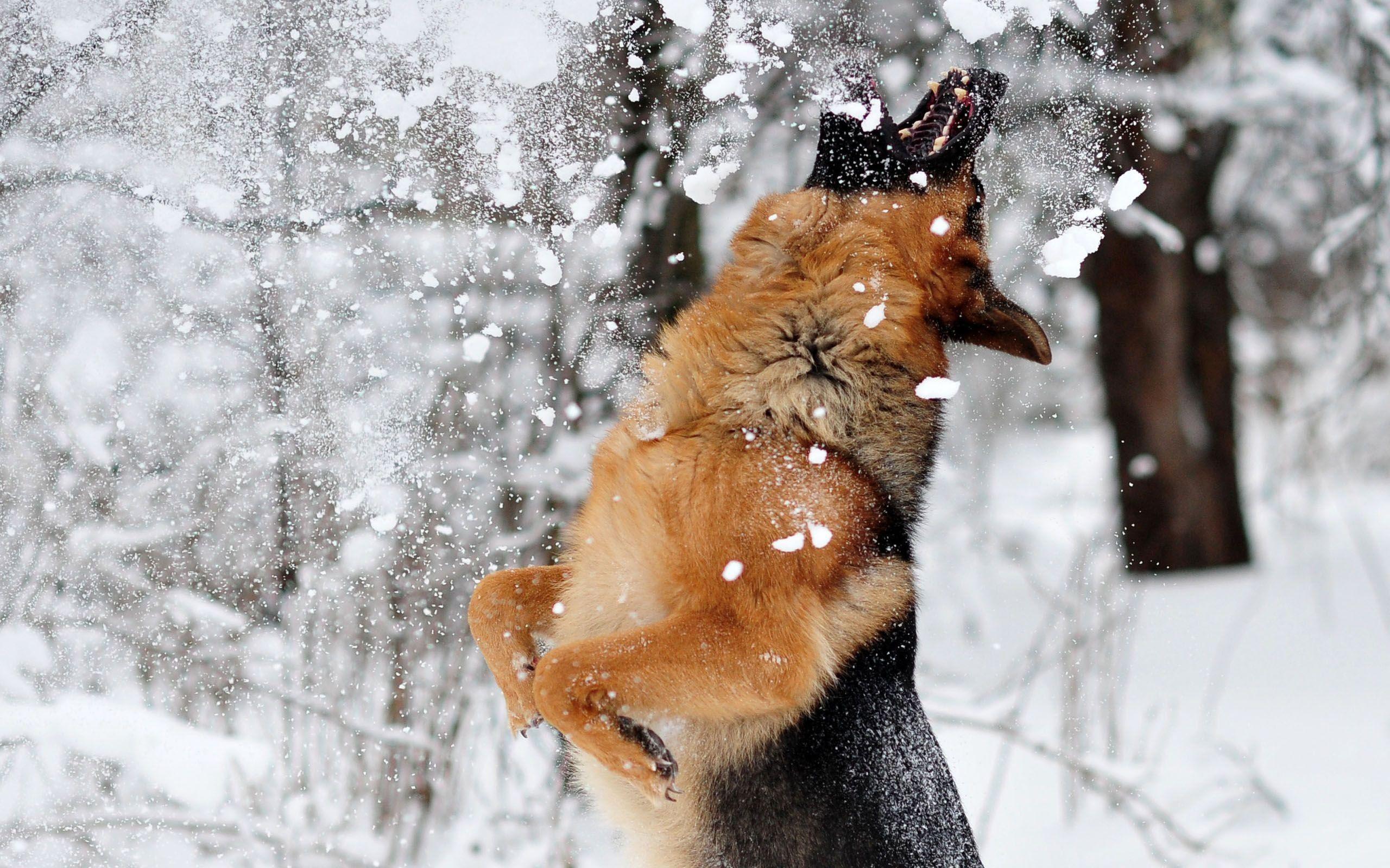 2560x1600 German Shepherd Wallpaper