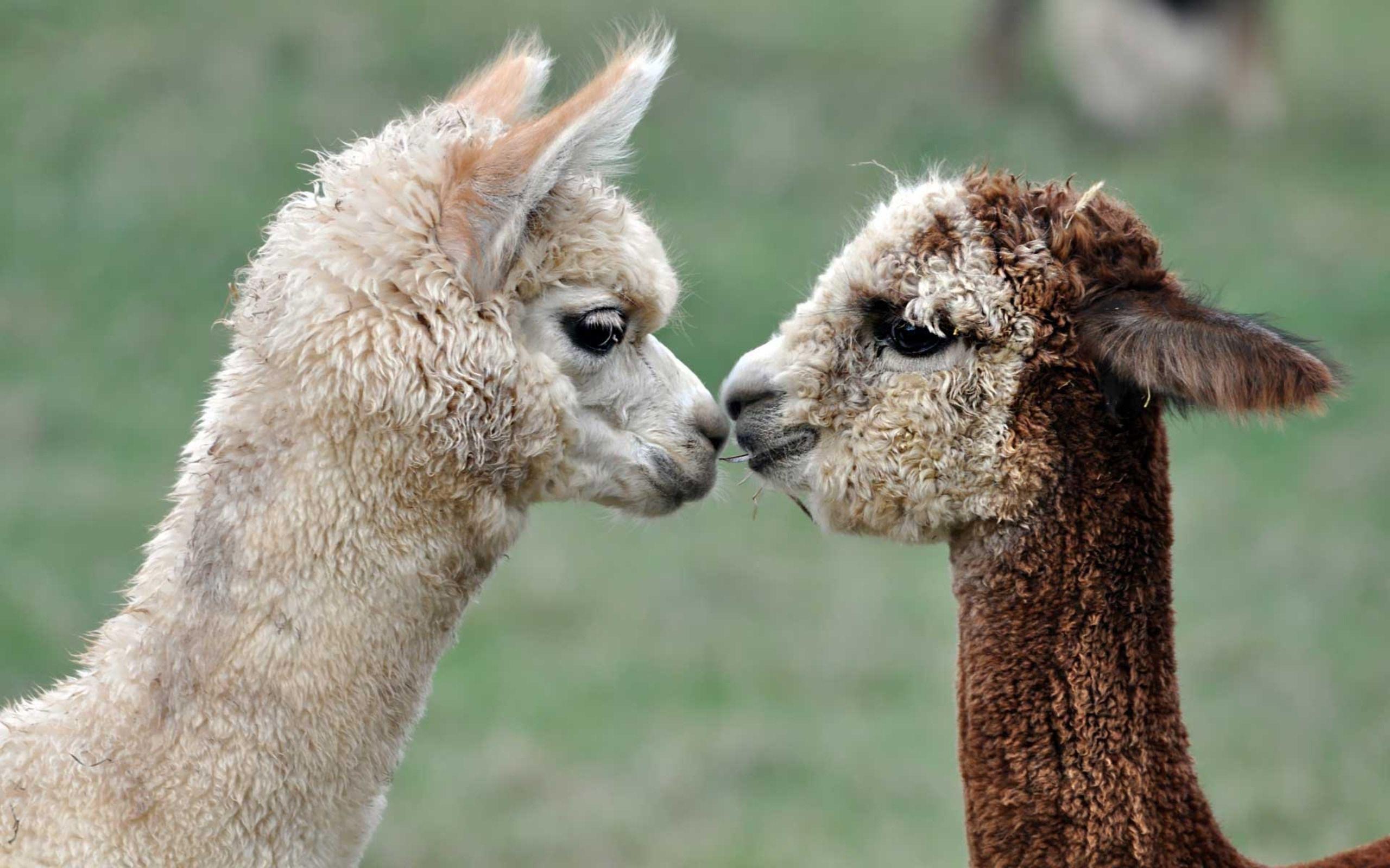 Cute Alpaca Wallpapers - Top Free Cute Alpaca Backgrounds - WallpaperAccess