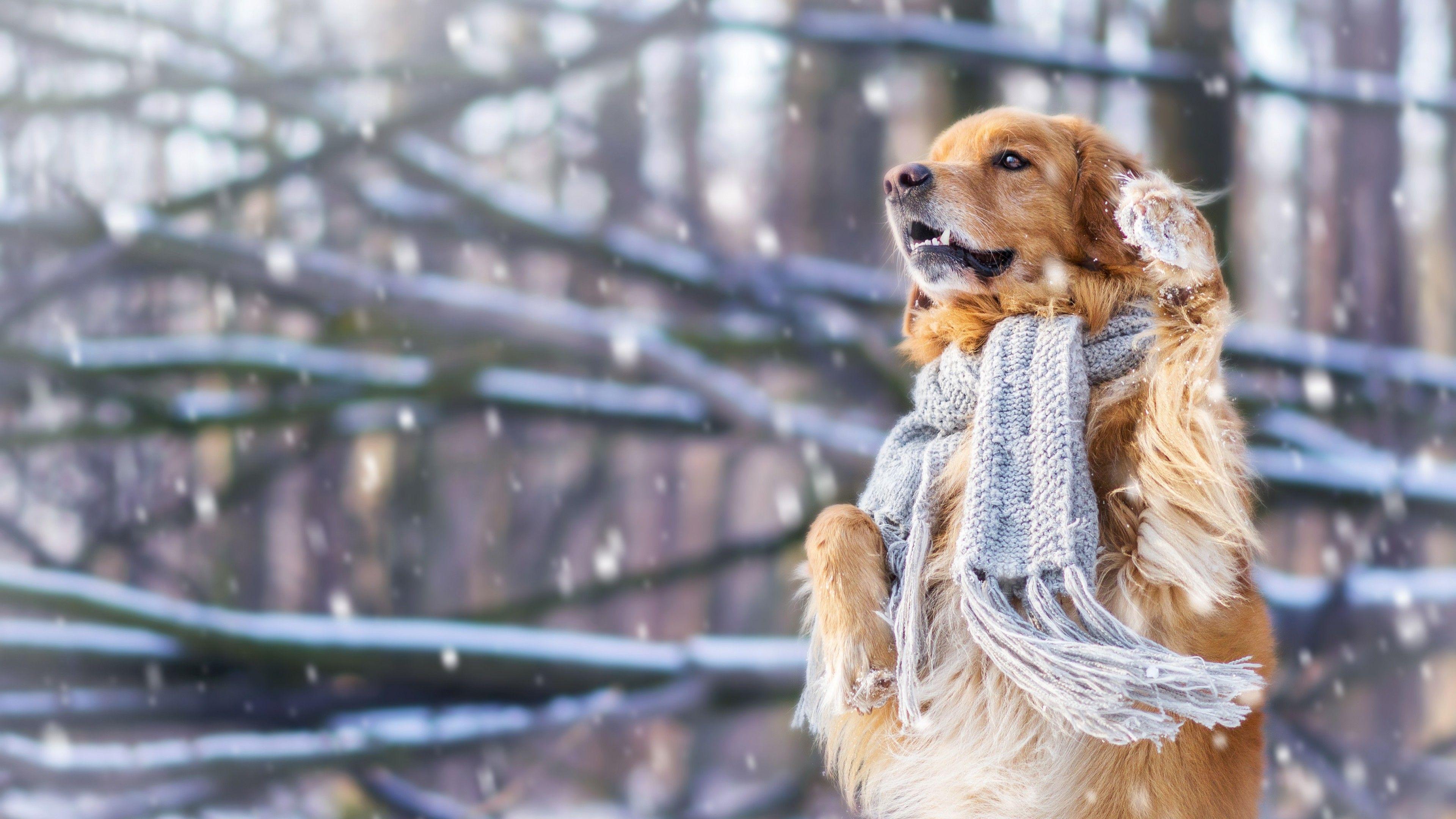 3840x2160 Dog Winter Animals wallpaper