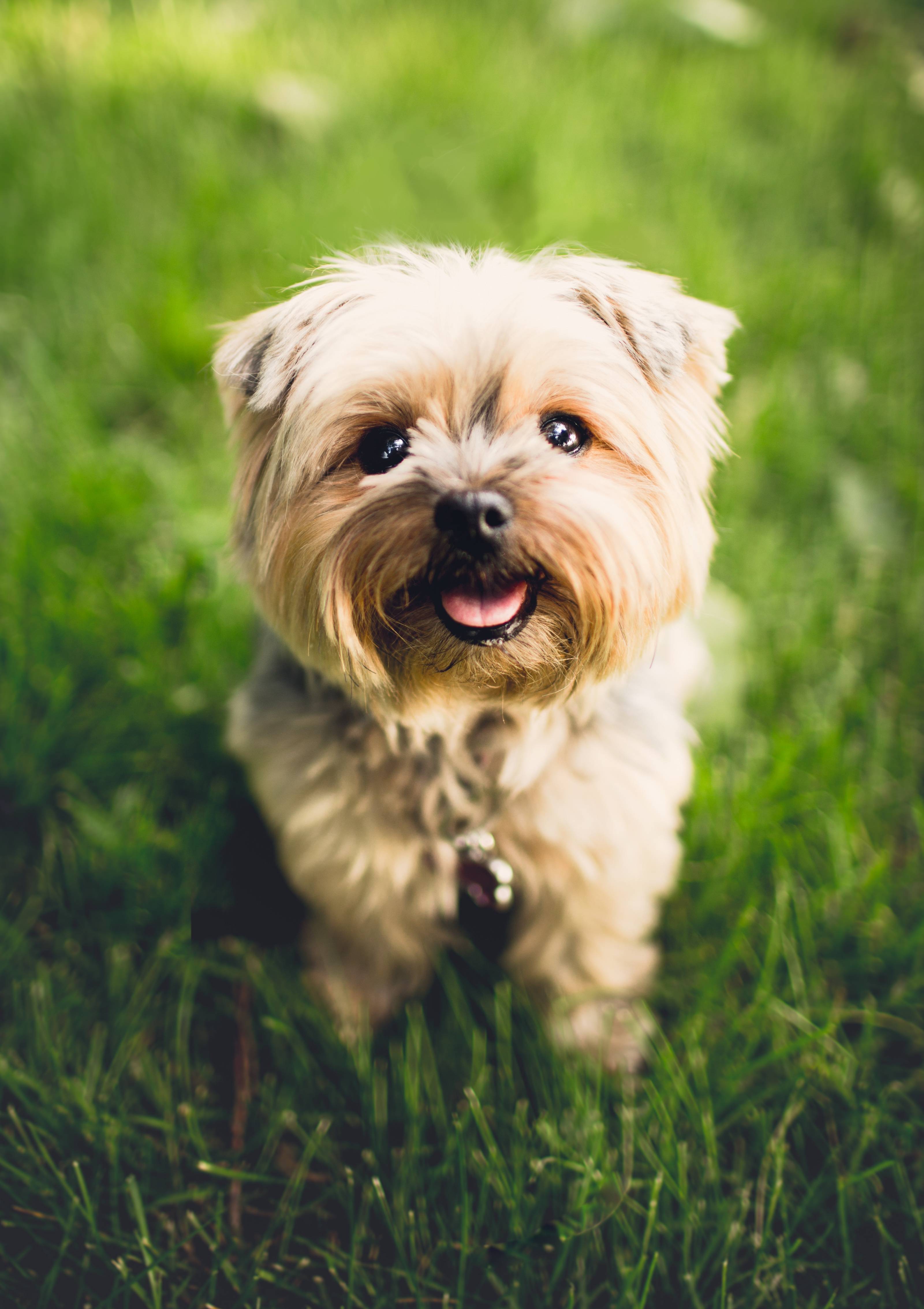 3201x4534 Cute Puppy Wallpaper