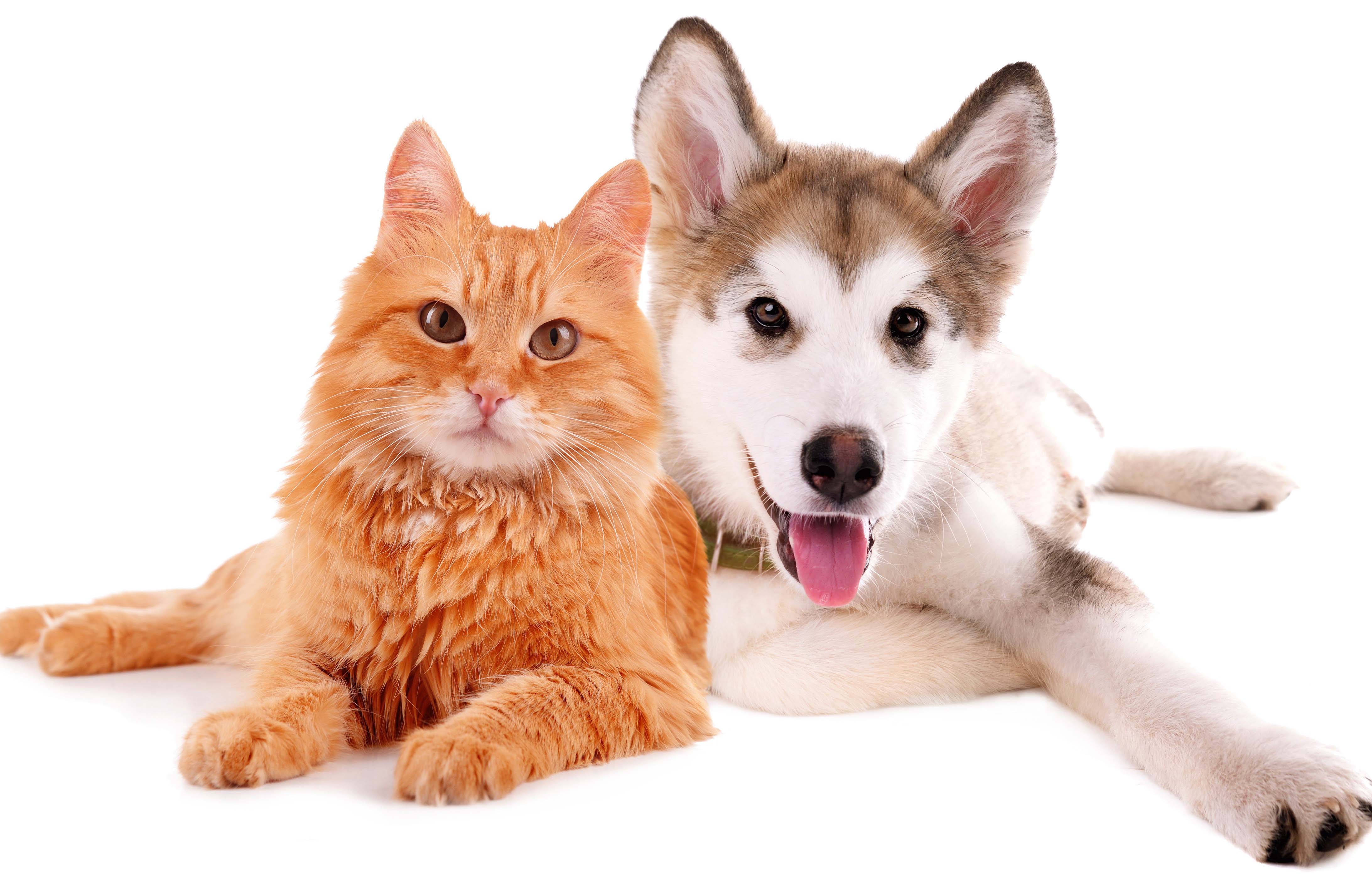 Породы животных кошек и собак. Кошки и собаки. Кошка и собака на белом фоне. Rjireb b CJ,FRB. Кошка и собака на прозрачном фоне.