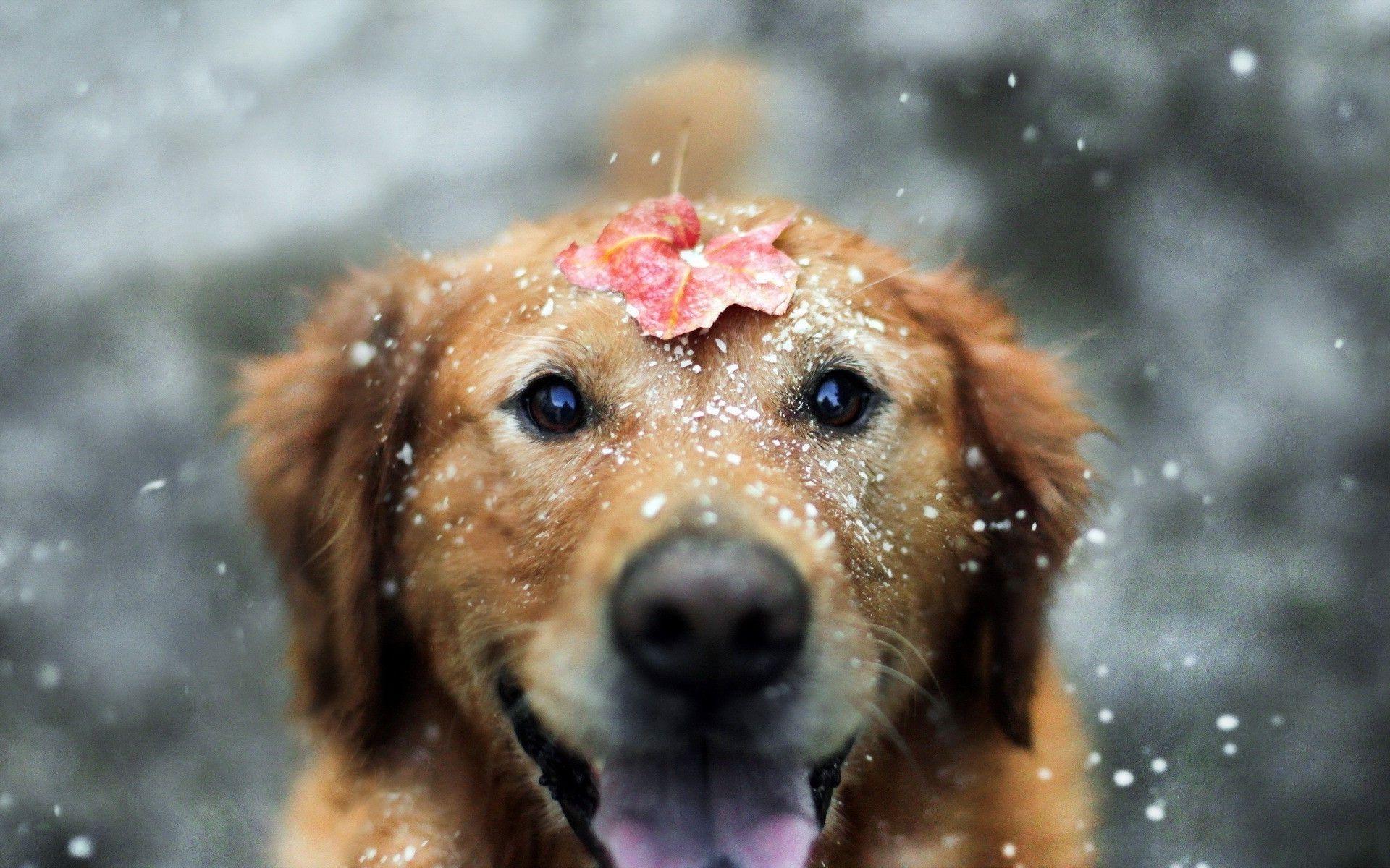 1920x1200 Dog Desktop Wallpaper