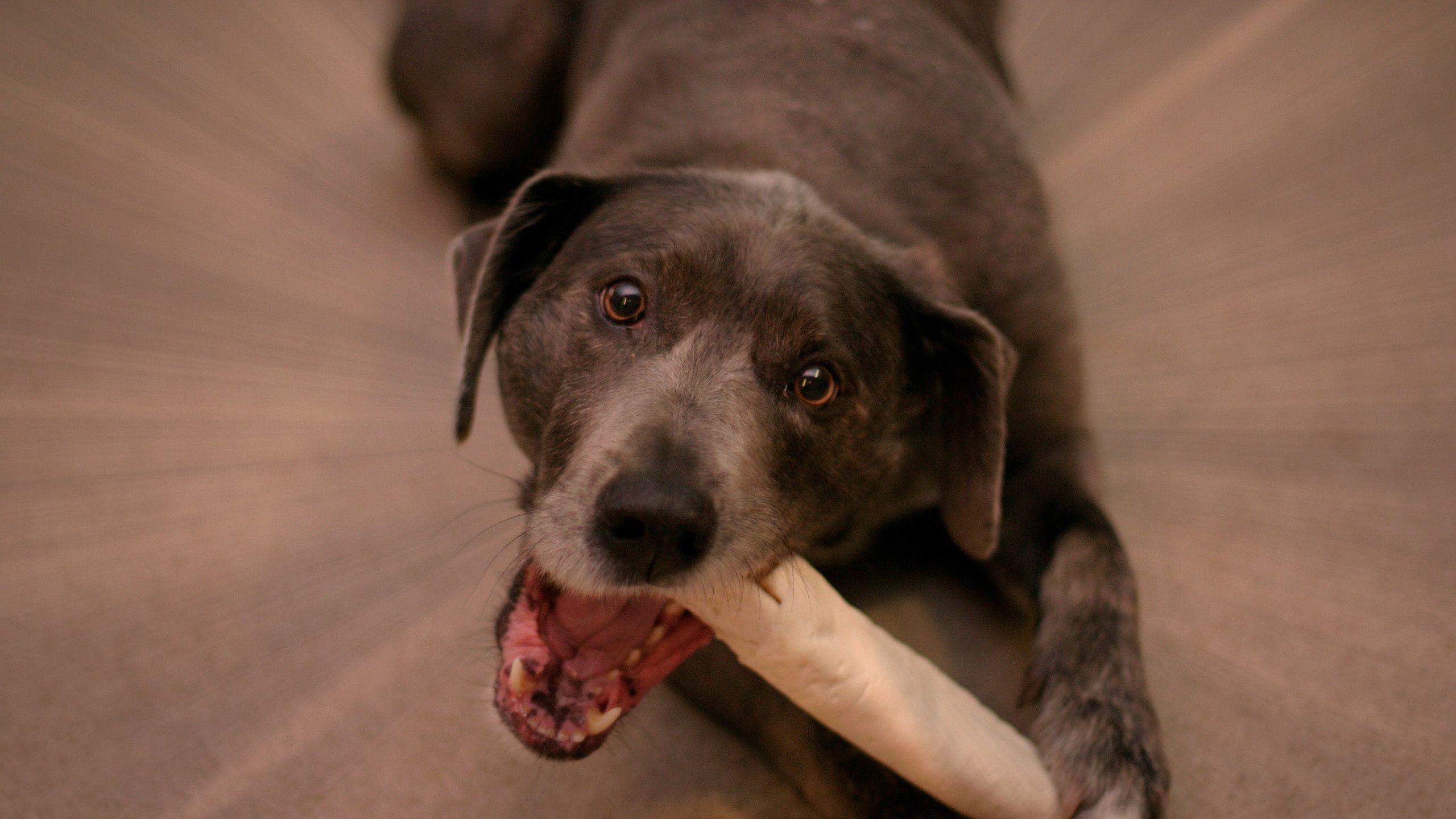 2560x1440 Dogs Wallpaper. Barbaras HD Wallpaper