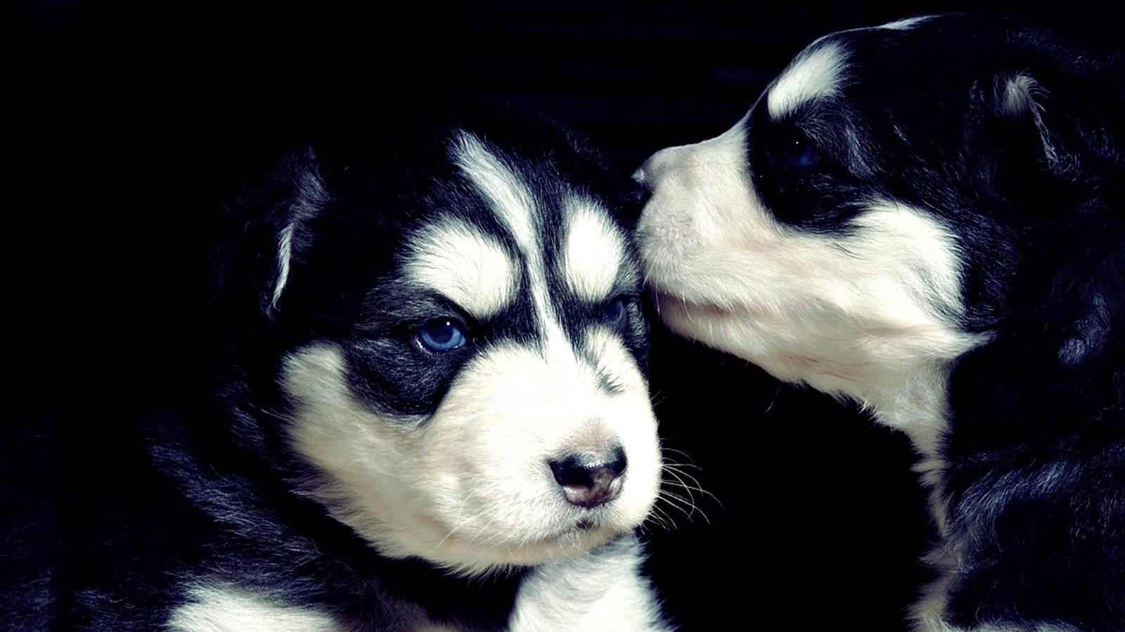 1600x900 Dogs Wallpaper Background: Black and White Dog Wallpaper