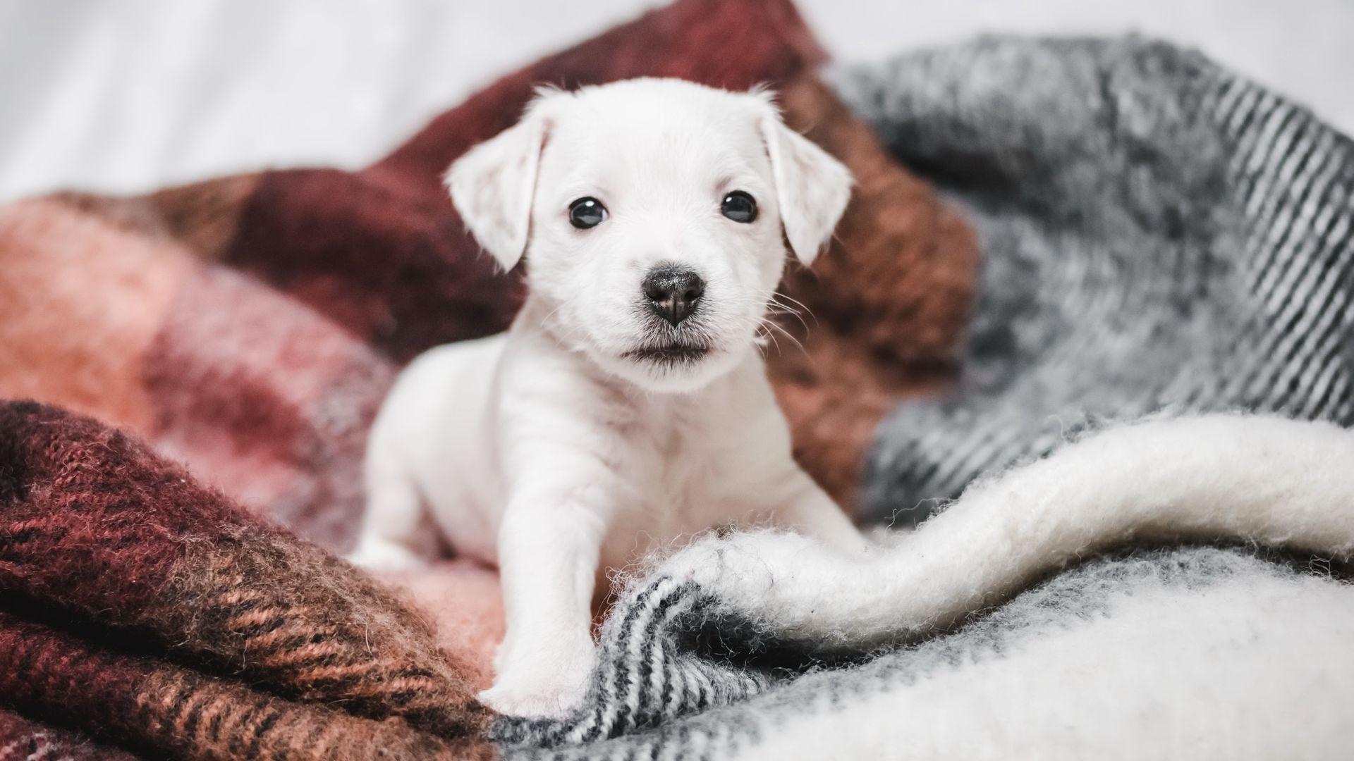 1920x1080 Cute Puppy HD Wallpaper