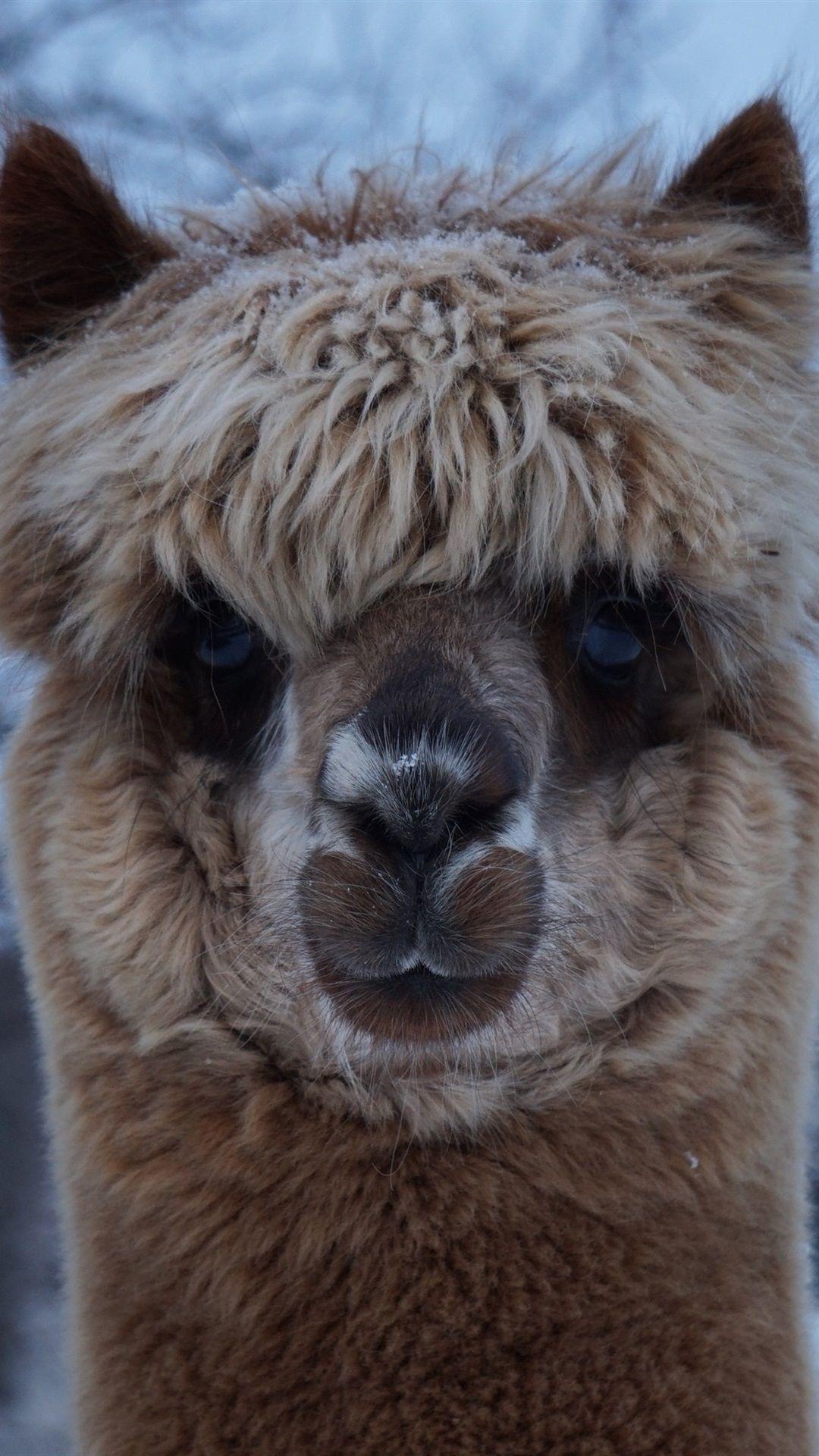 Cute Alpaca Wallpapers - Top Free Cute Alpaca Backgrounds - WallpaperAccess