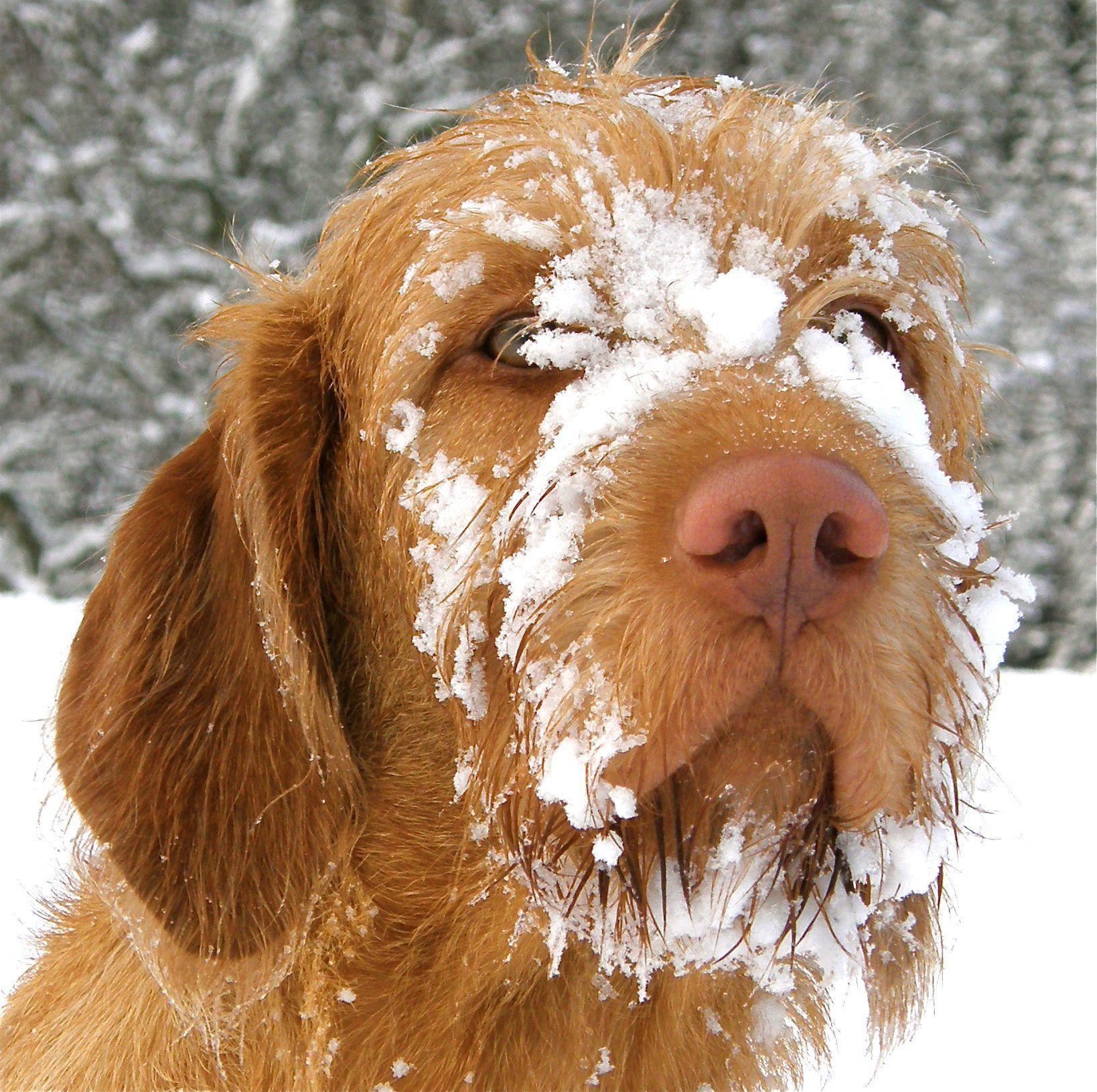 1638x1630 Cute Wirehaired Vizsla dog with snow face photo