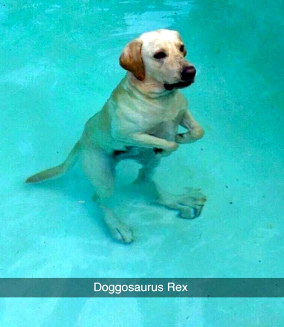 970x1116 Funny Dog Pics