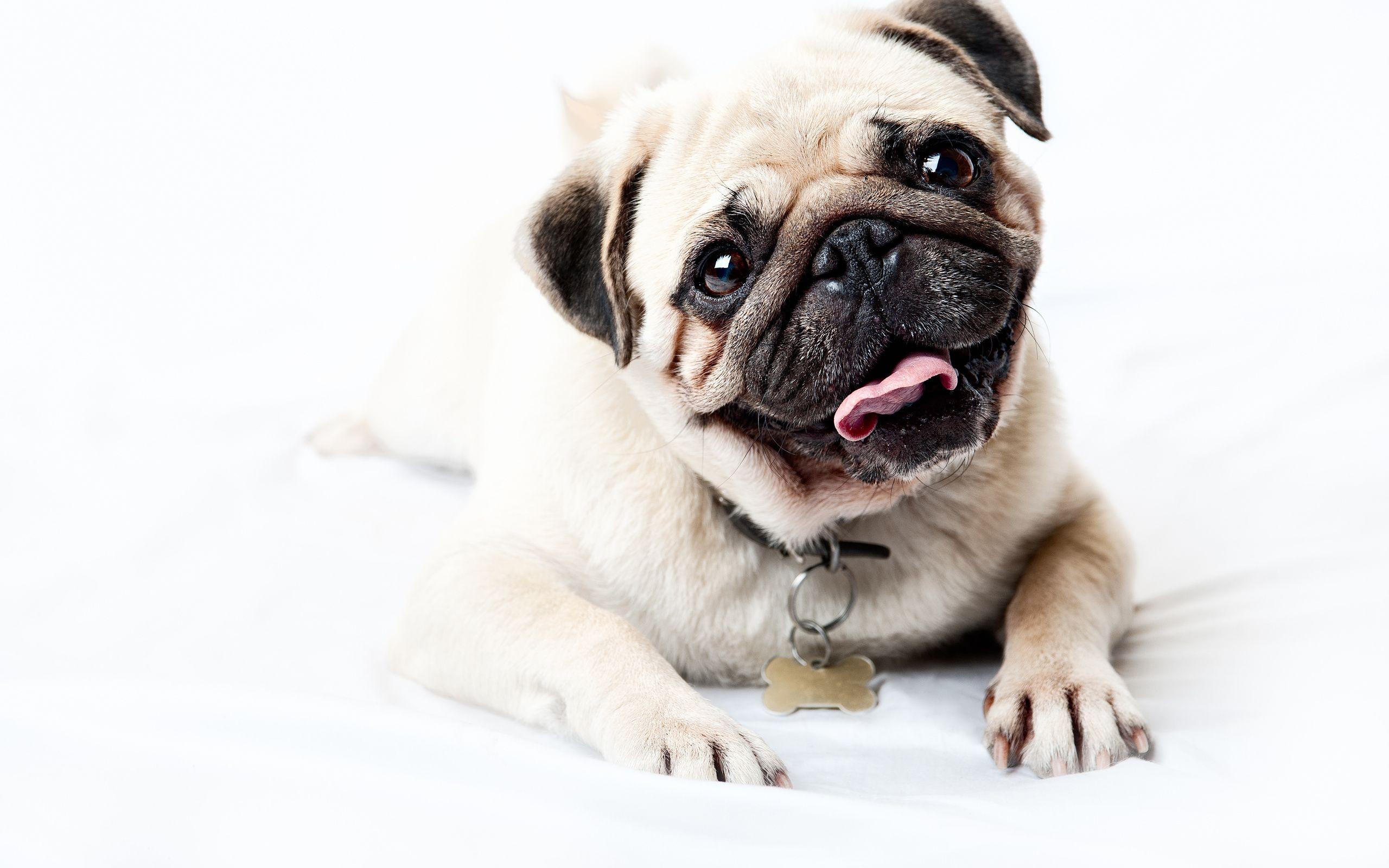 2560x1600 Pug HD Wallpaper. Background Imagex1600
