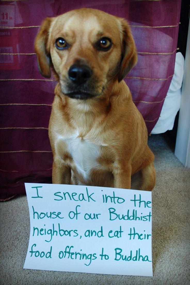 736x1105 Funny Dog Quotes (image in Collection)
