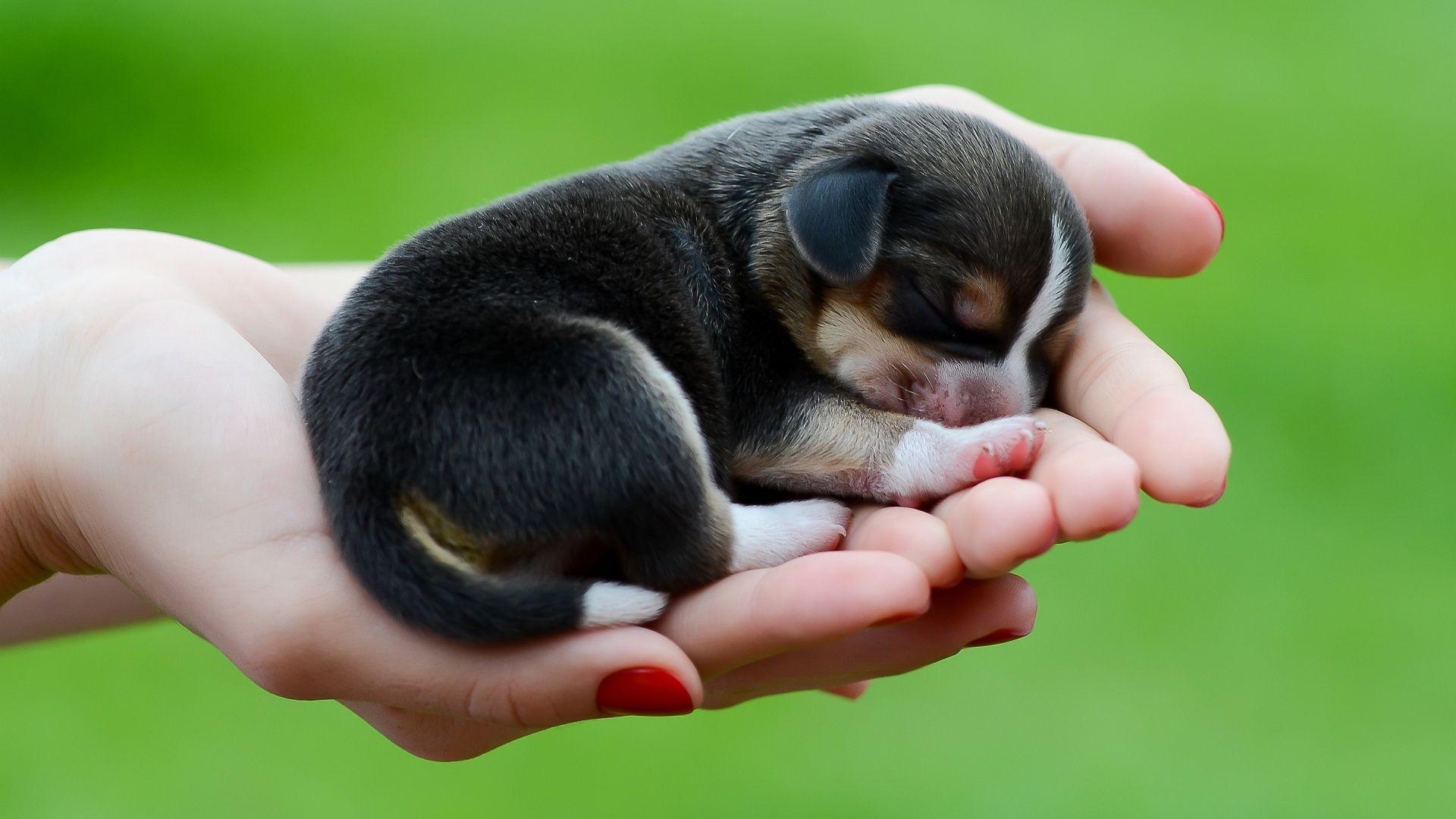 1920x1080 Cute Puppy, High Definition, High Quality